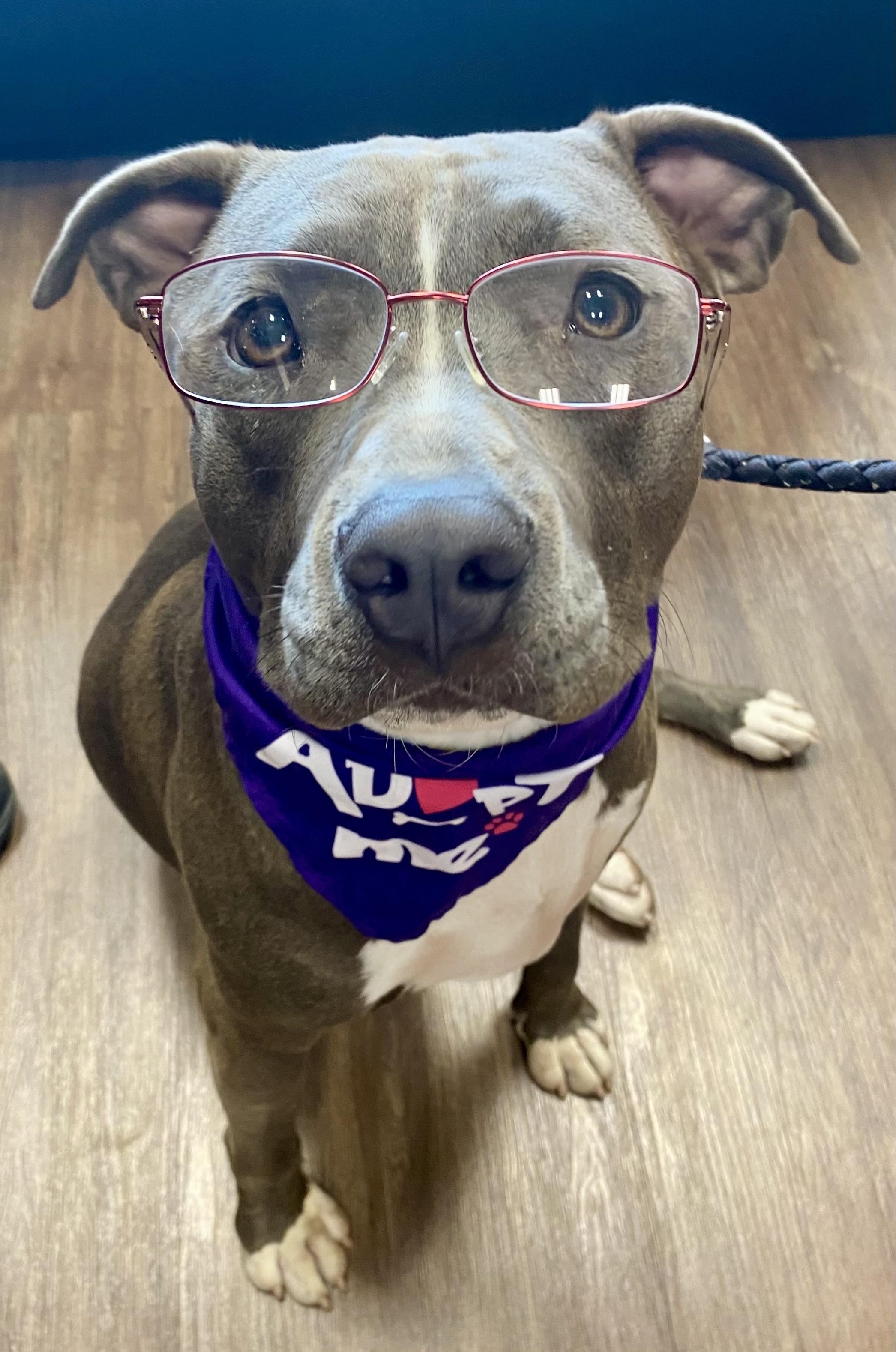 Hardy, adopted, Young Male Pit Bull Terrier.