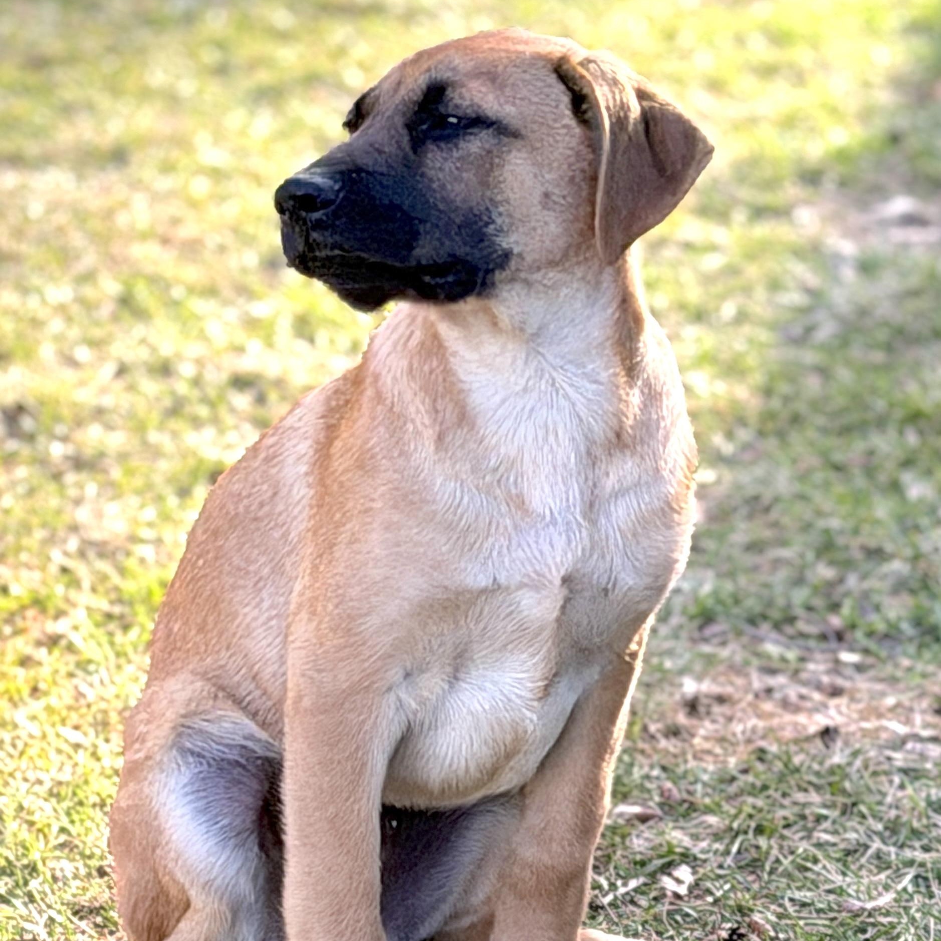Enlarge Bandit, an adopted mixed breed in Chatham, NJ image 4/6