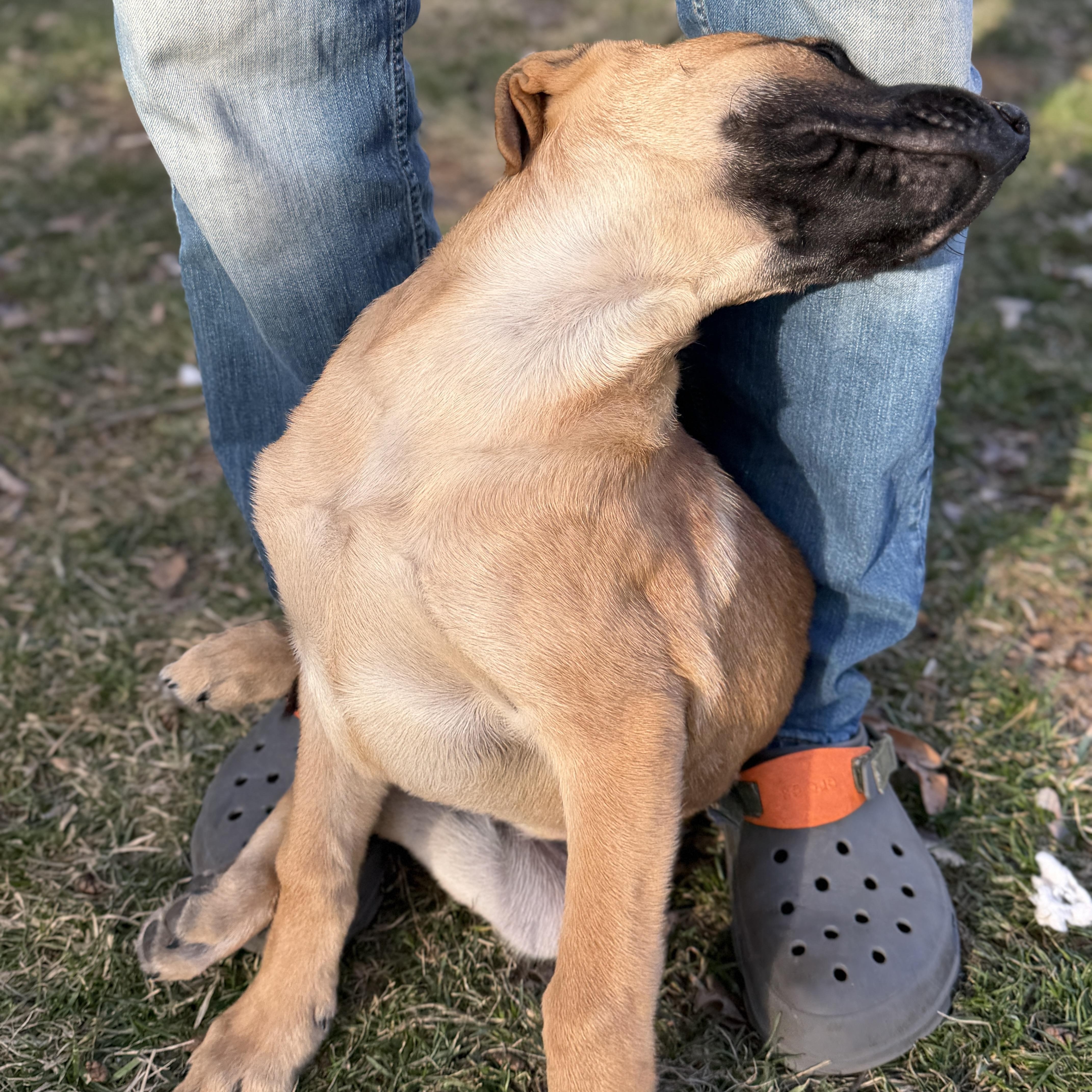 Enlarge Bandit, an adopted mixed breed in Chatham, NJ image 2/6