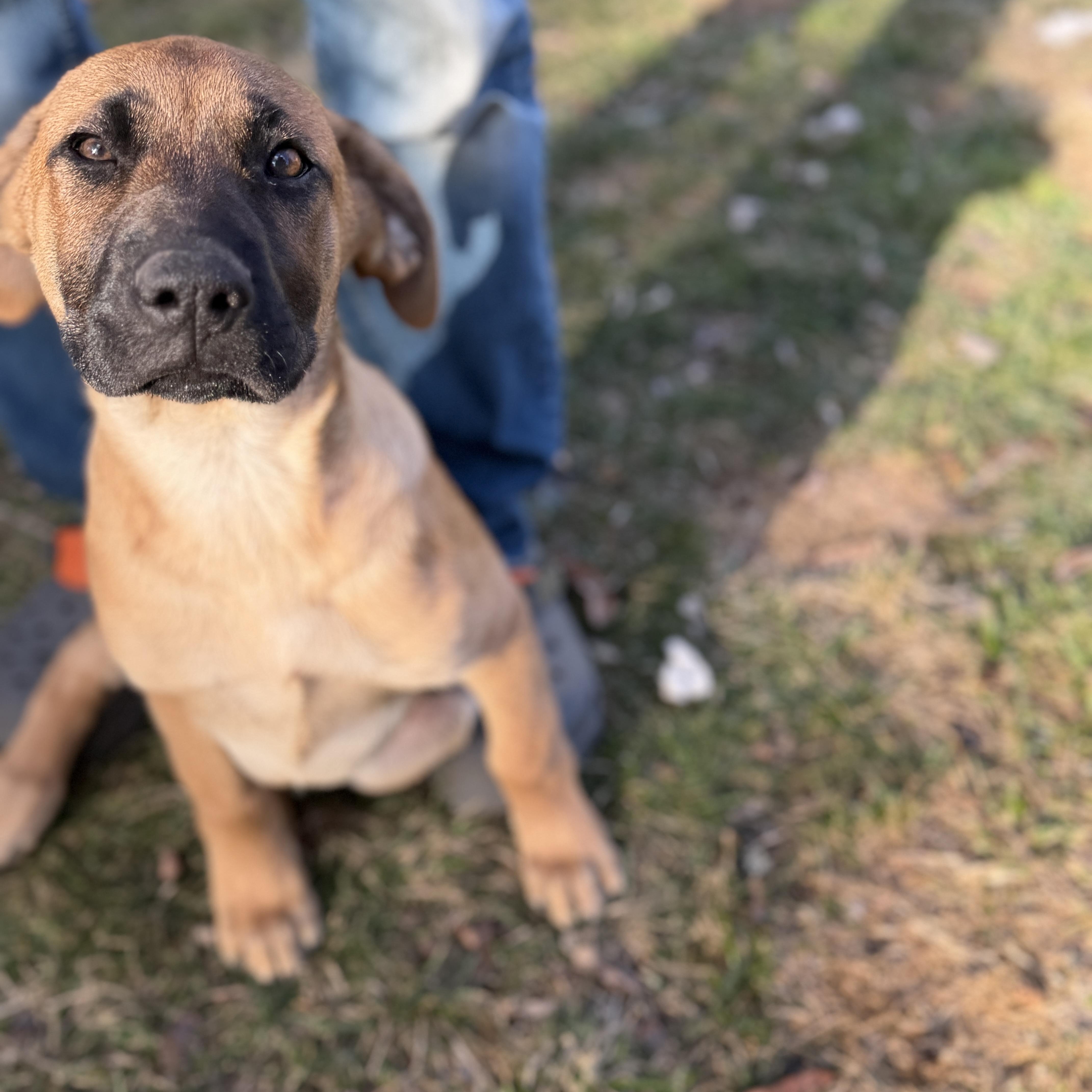 Enlarge Bandit, an adopted mixed breed in Chatham, NJ image 3/6
