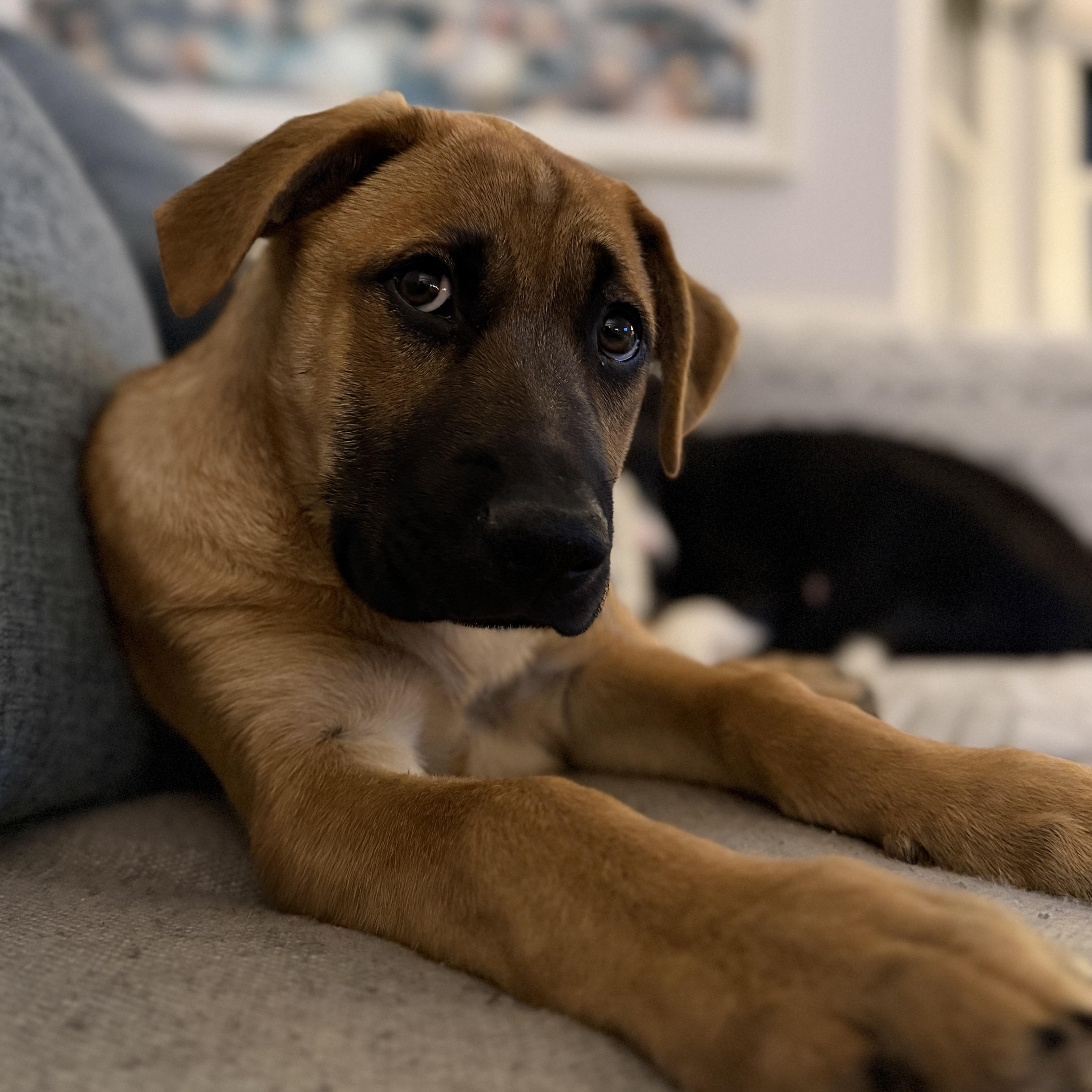 Enlarge Bandit, an adopted mixed breed in Chatham, NJ image 6/6