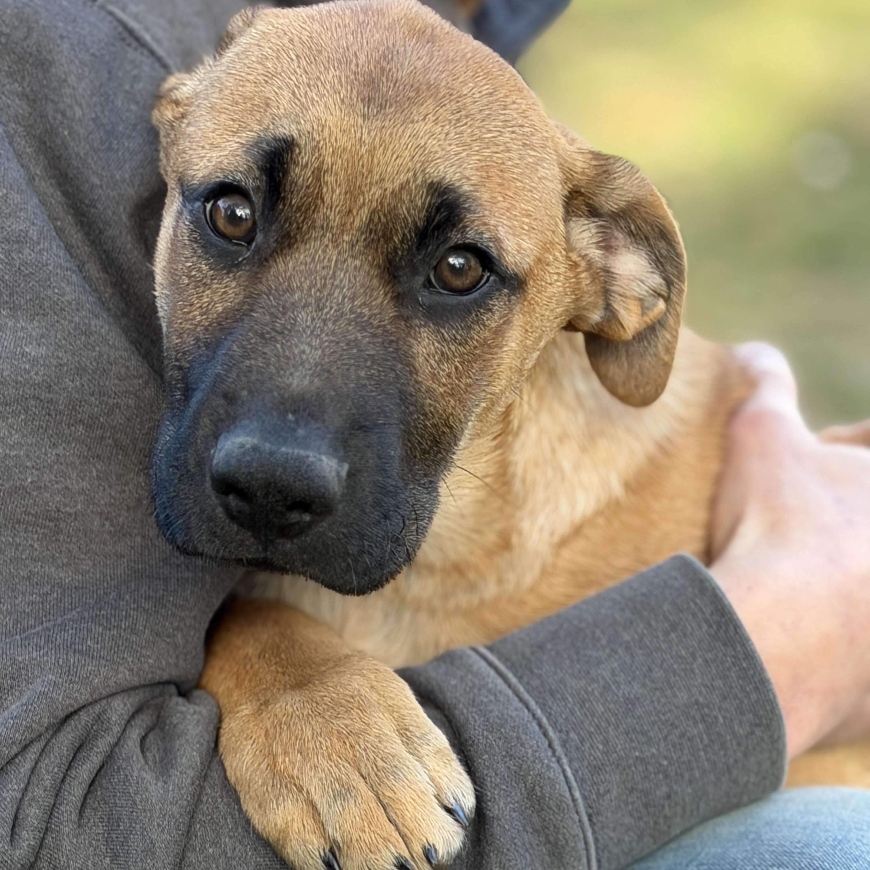 Enlarge Bandit, an adopted mixed breed in Chatham, NJ image 1/6