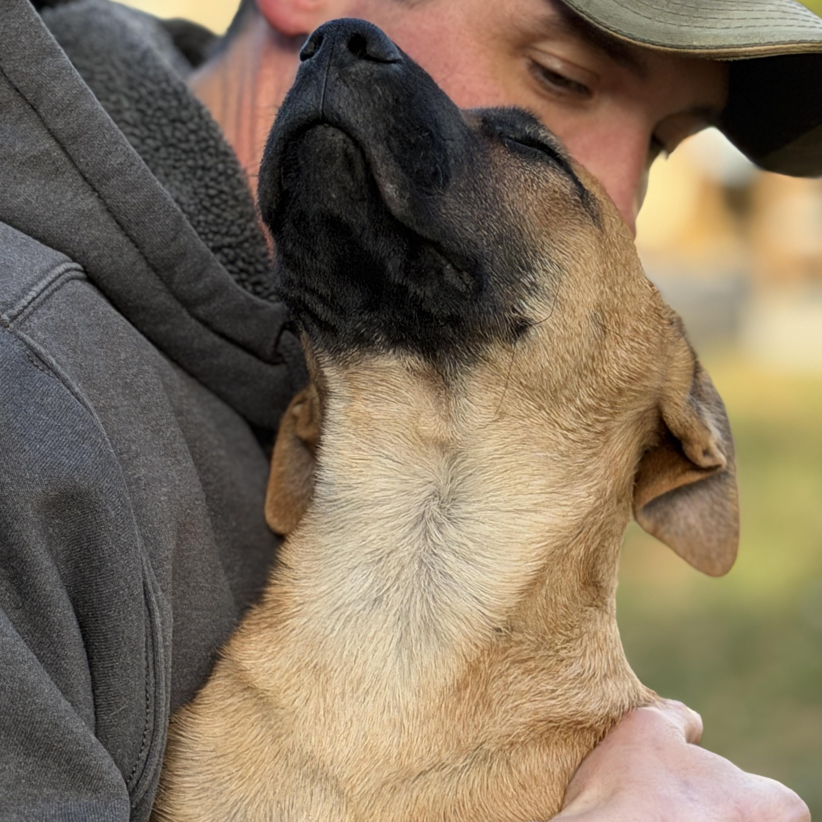 Enlarge Bandit, an adopted mixed breed in Chatham, NJ image 5/6