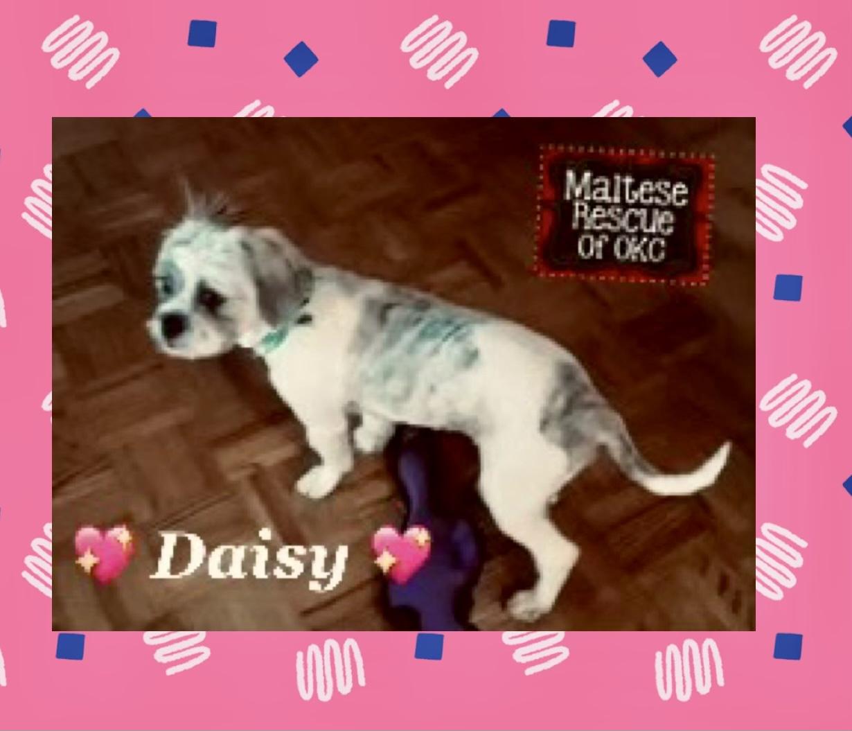 Enlarge Daisy, a Adopted mixed breed in Oklahoma City, OK image 1/1