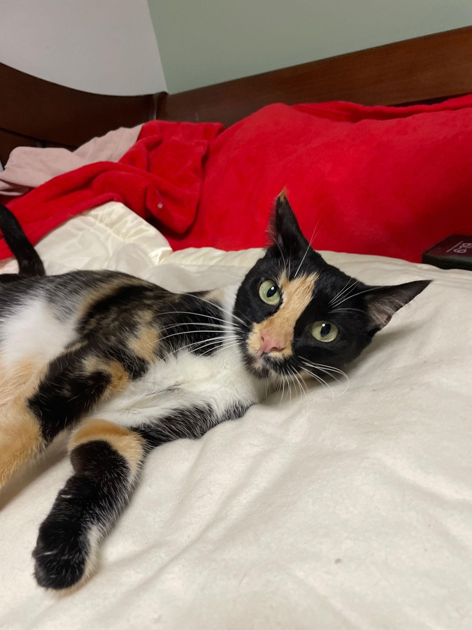 Bengal, Adoptable, Adult Female Calico & Domestic Short Hair.