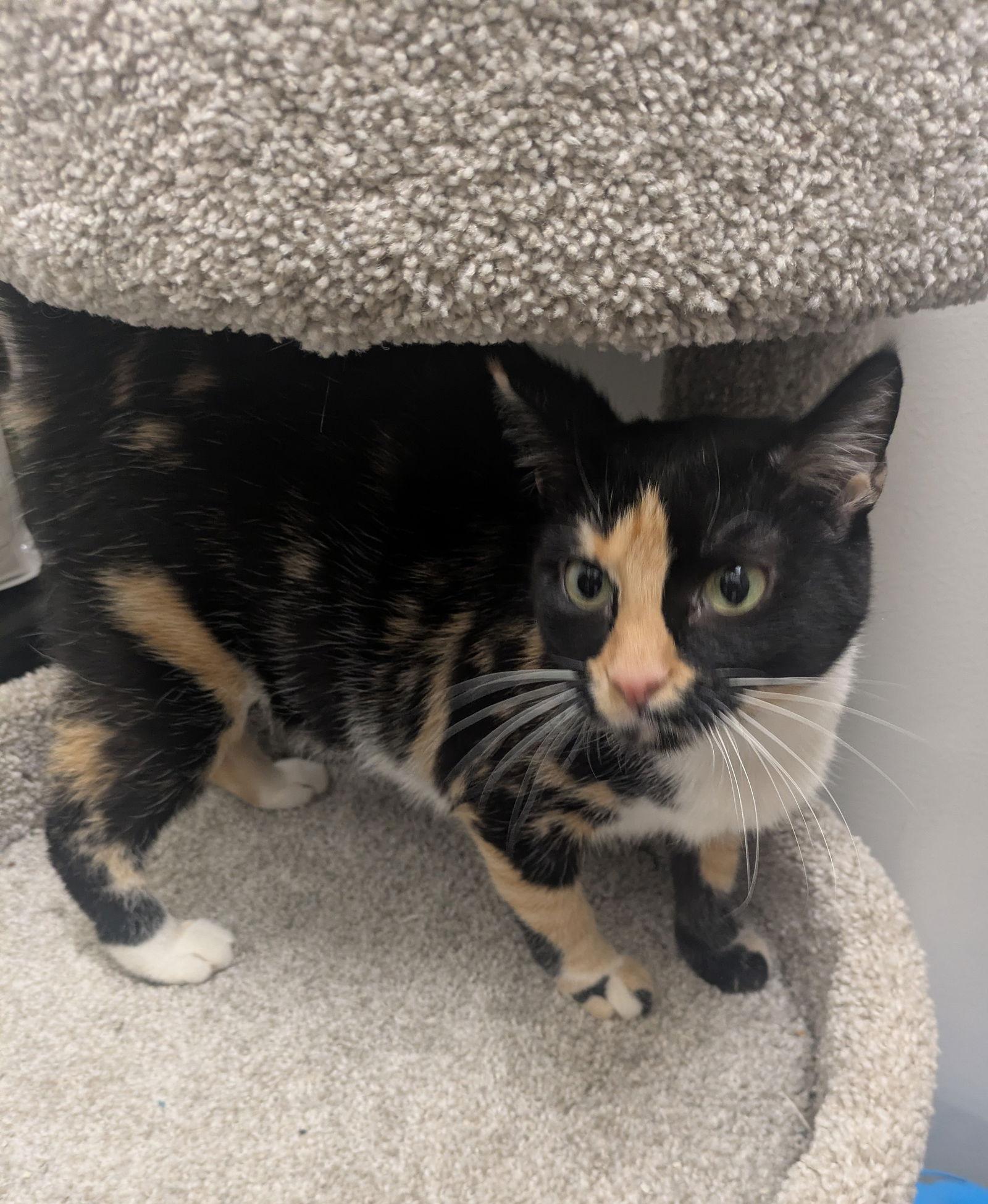 Enlarge Bengal, a Adoptable mixed breed in Island Lake, IL image 2/3