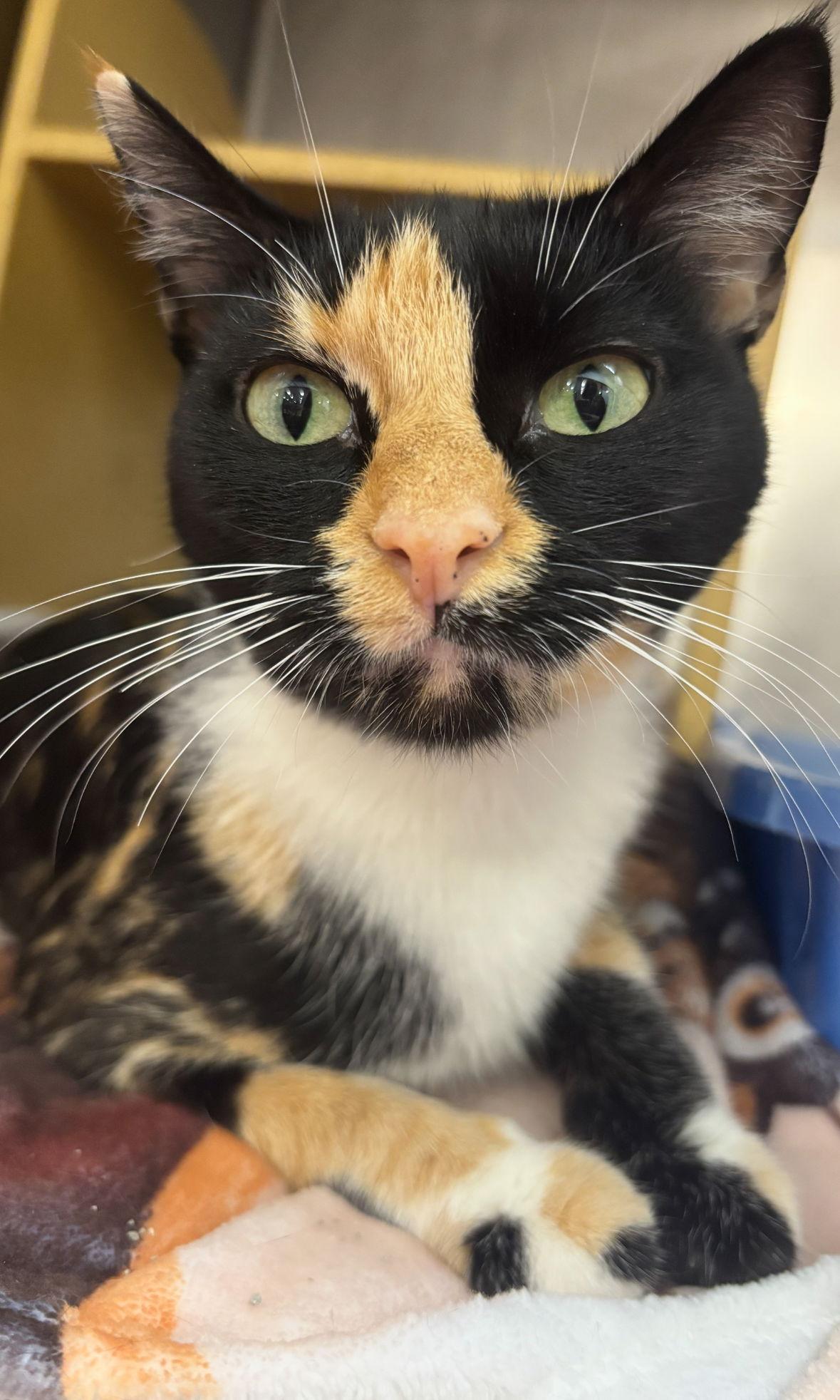 Enlarge Bengal, a Adoptable mixed breed in Island Lake, IL image 3/3