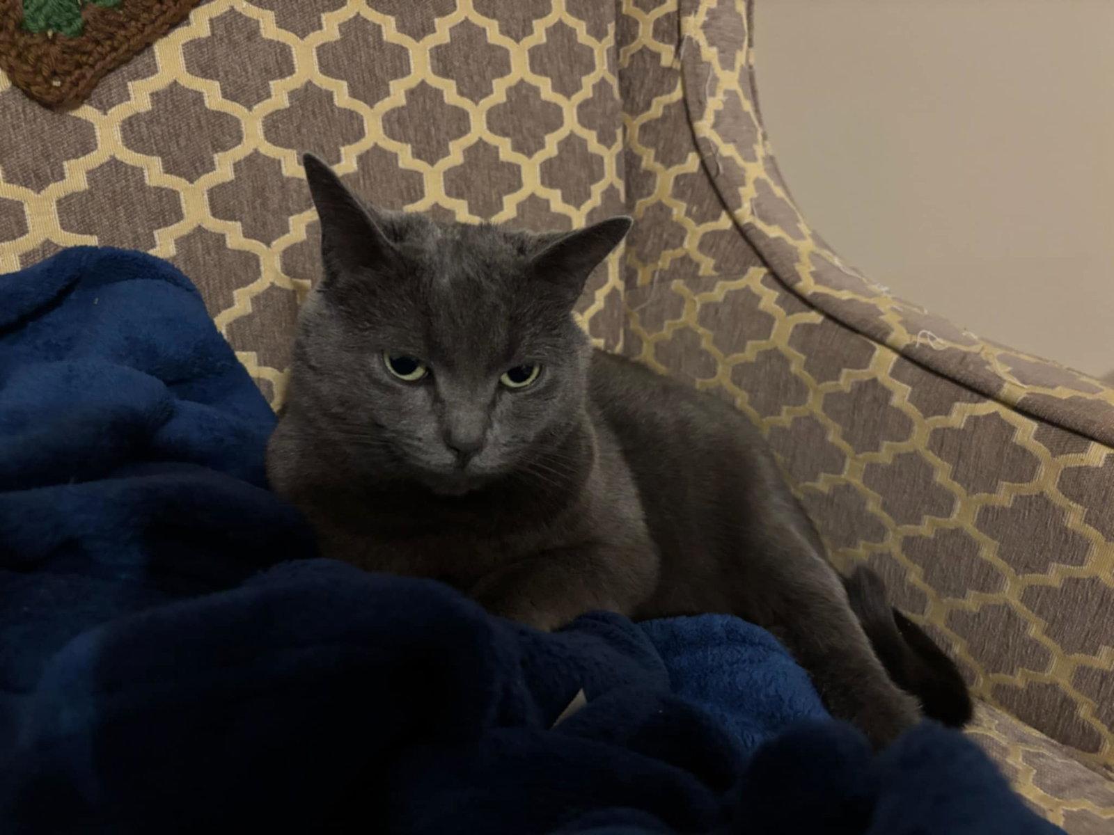 Molly, Adopted, Adult Female Domestic Short Hair.