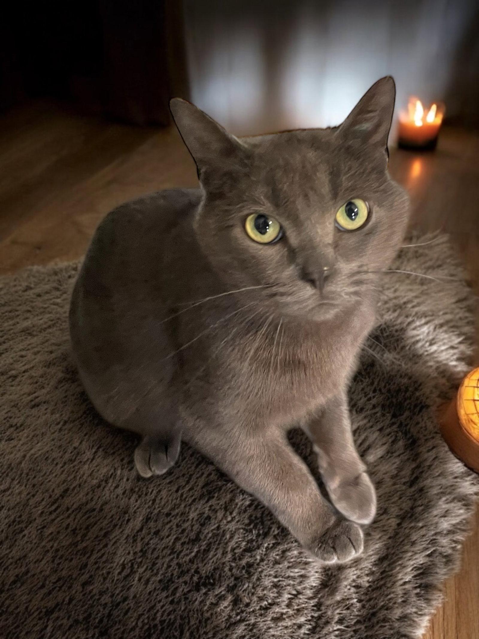 Enlarge Molly, a Adopted Domestic Short Hair in Champaign, IL image 2/3
