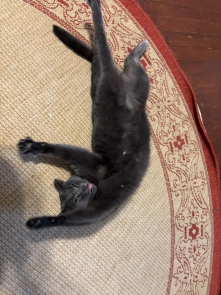 Enlarge Molly, a Adopted Domestic Short Hair in Champaign, IL image 3/3