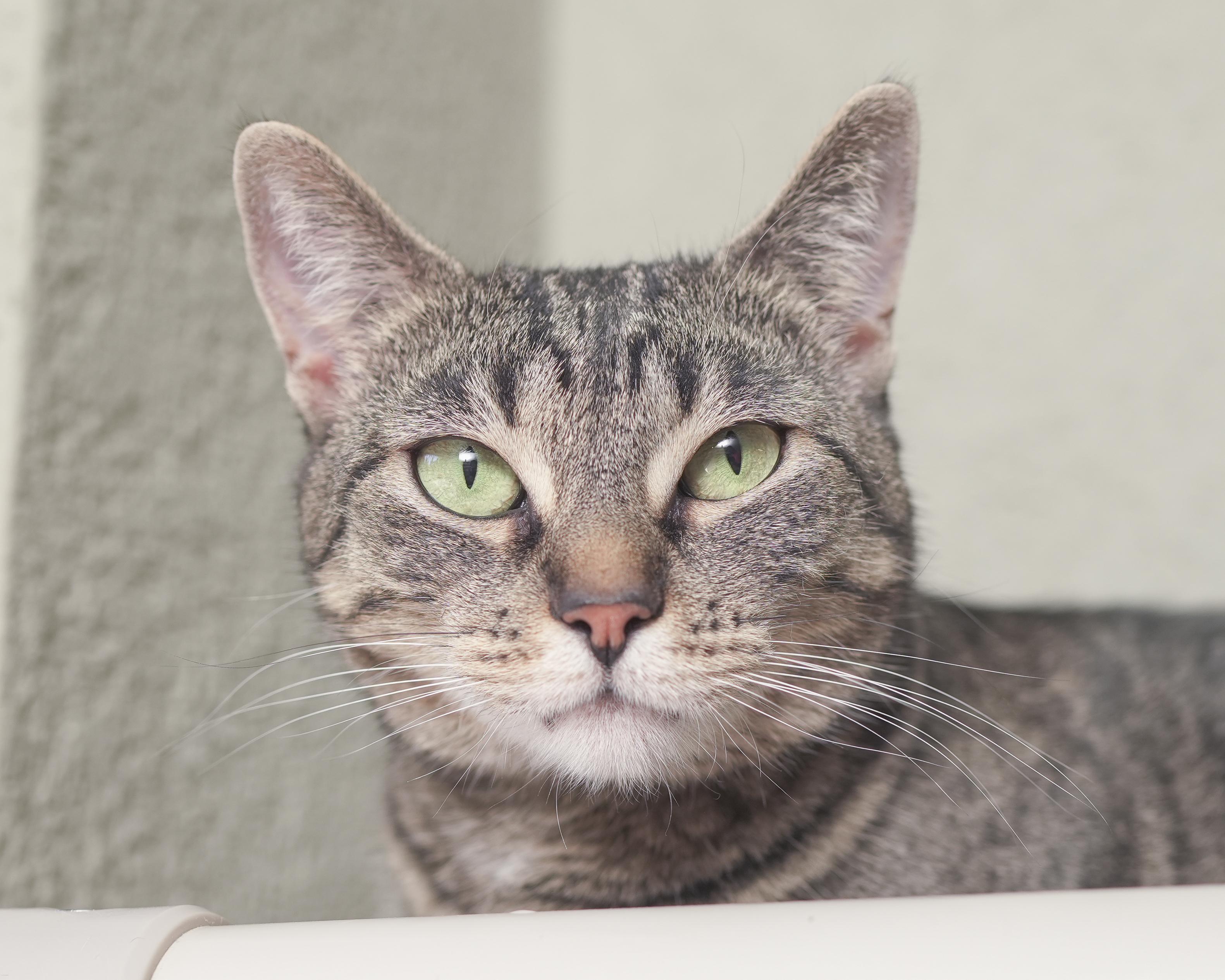 Nala, an adoptable Domestic Short Hair in Boise, ID, 83709 | Photo Image 1