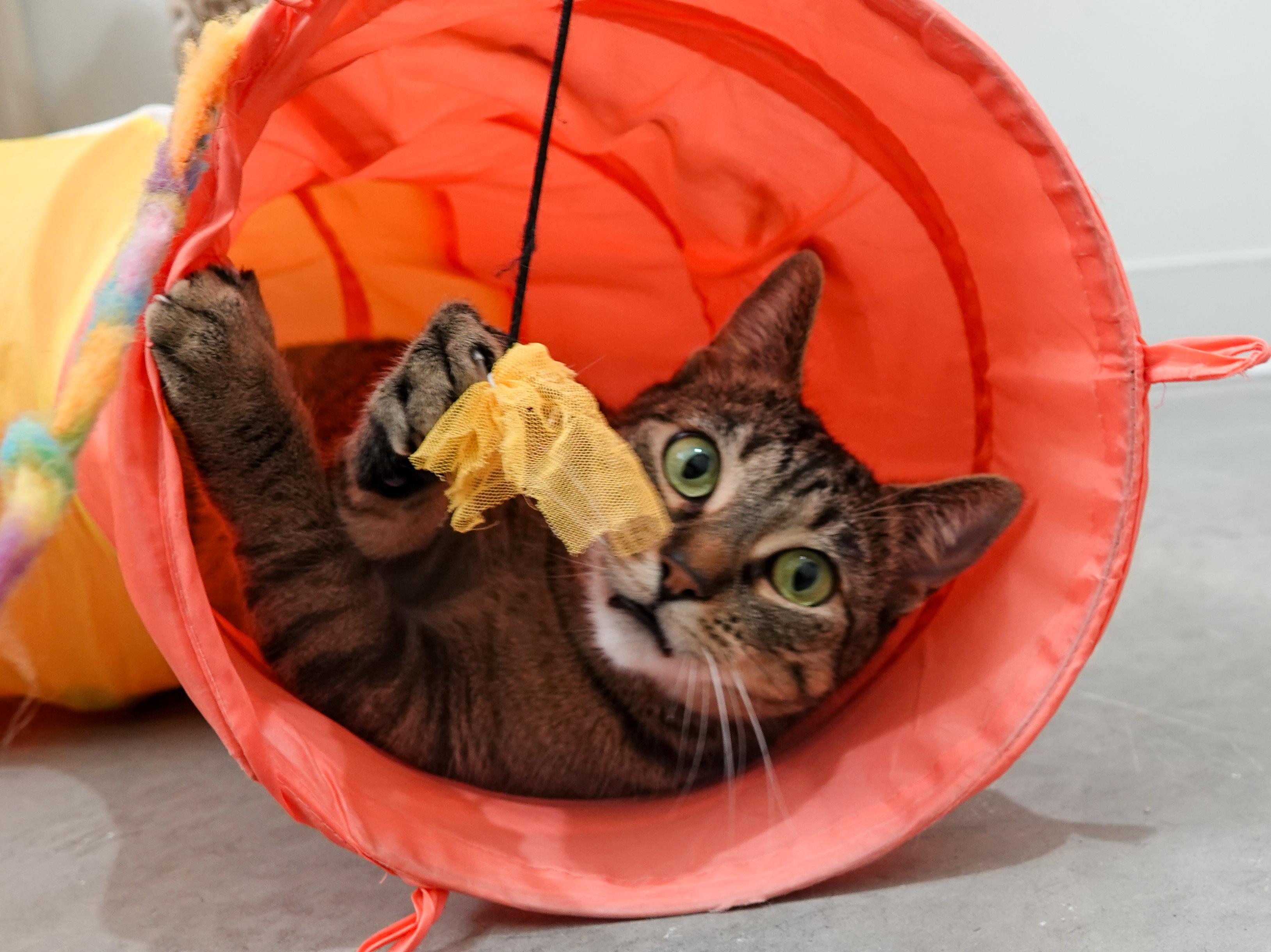 Nala, an adoptable Domestic Short Hair in Boise, ID, 83709 | Photo Image 5