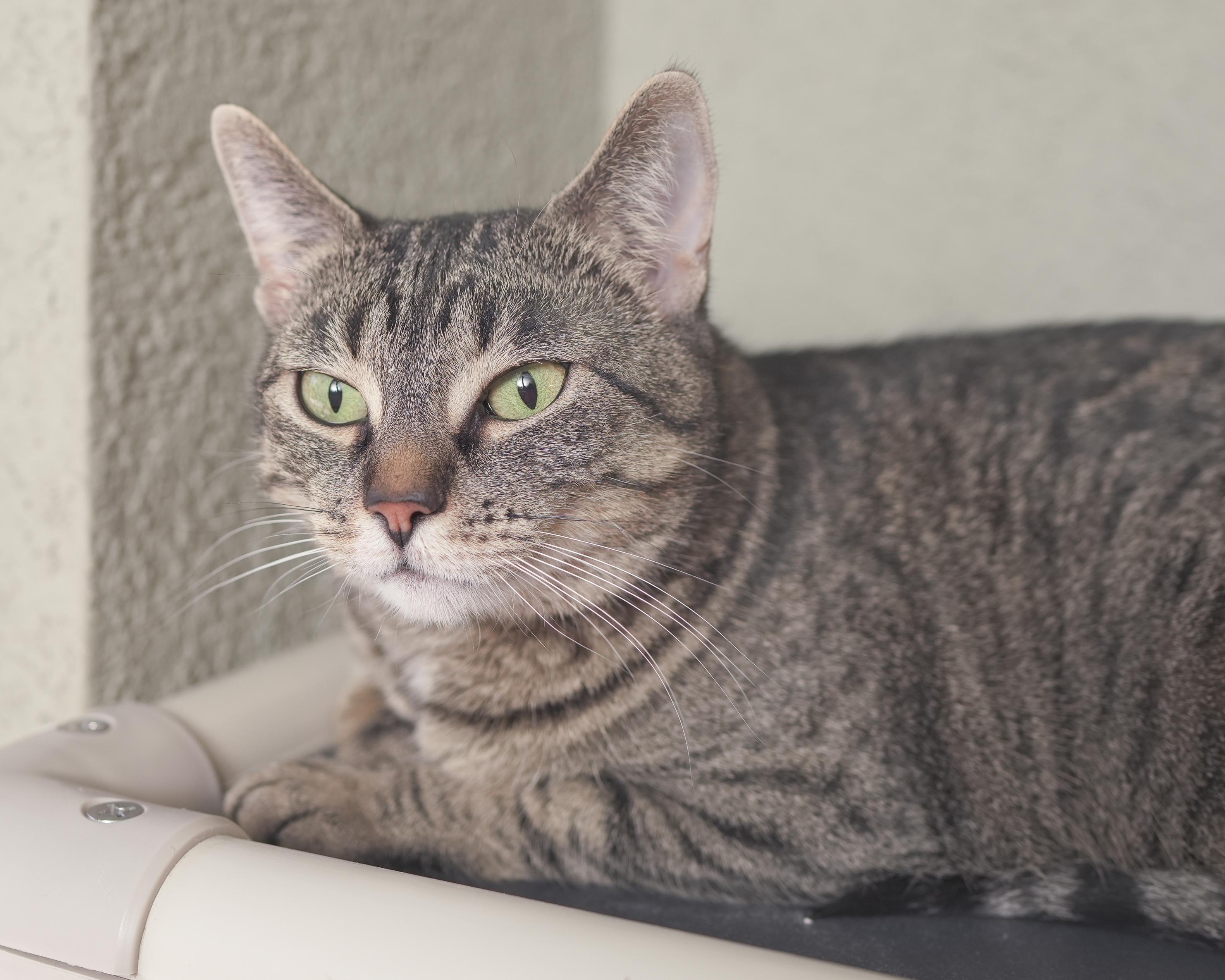 Nala, an adoptable Domestic Short Hair in Boise, ID, 83709 | Photo Image 3