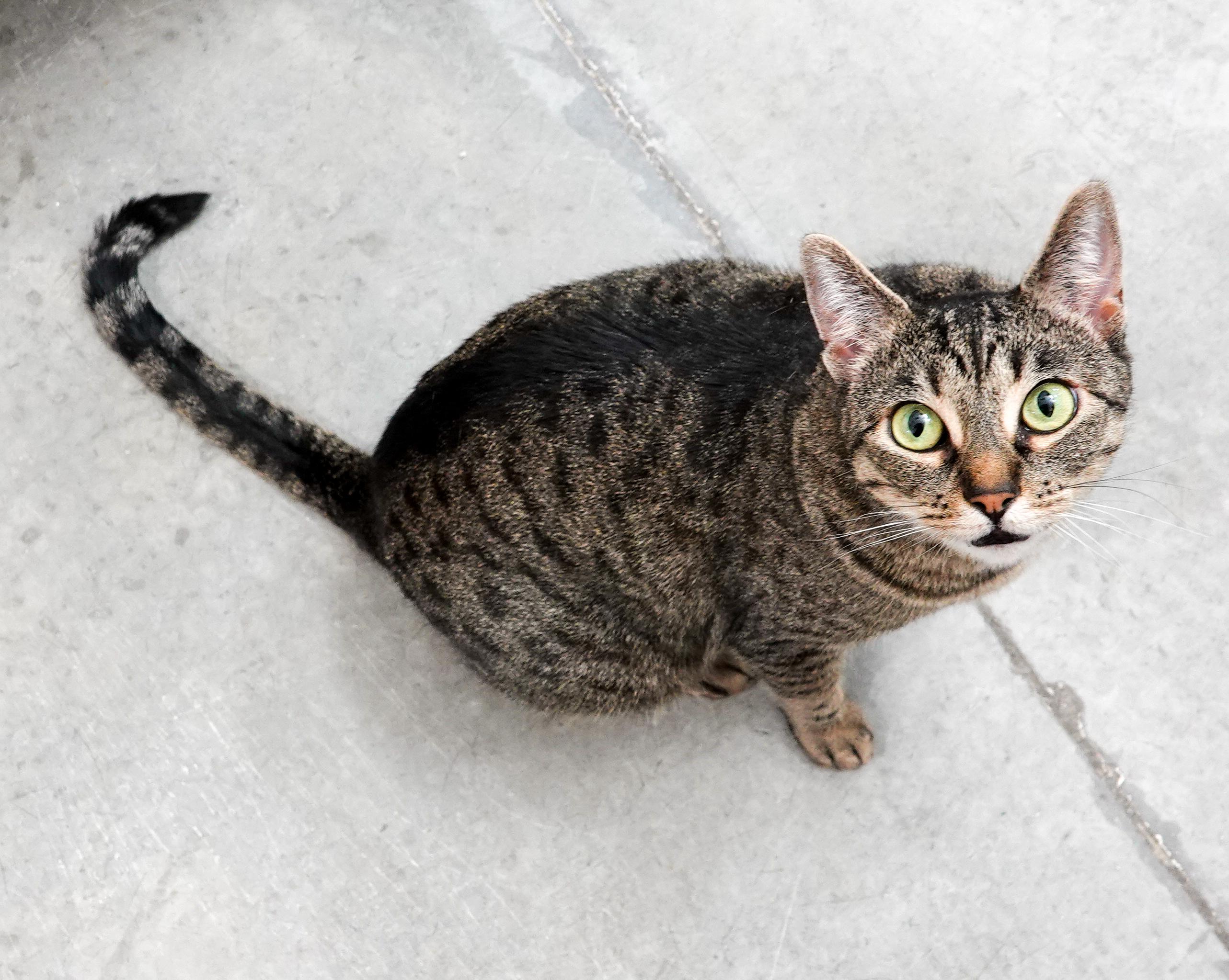 Nala, an adoptable Domestic Short Hair in Boise, ID, 83709 | Photo Image 1