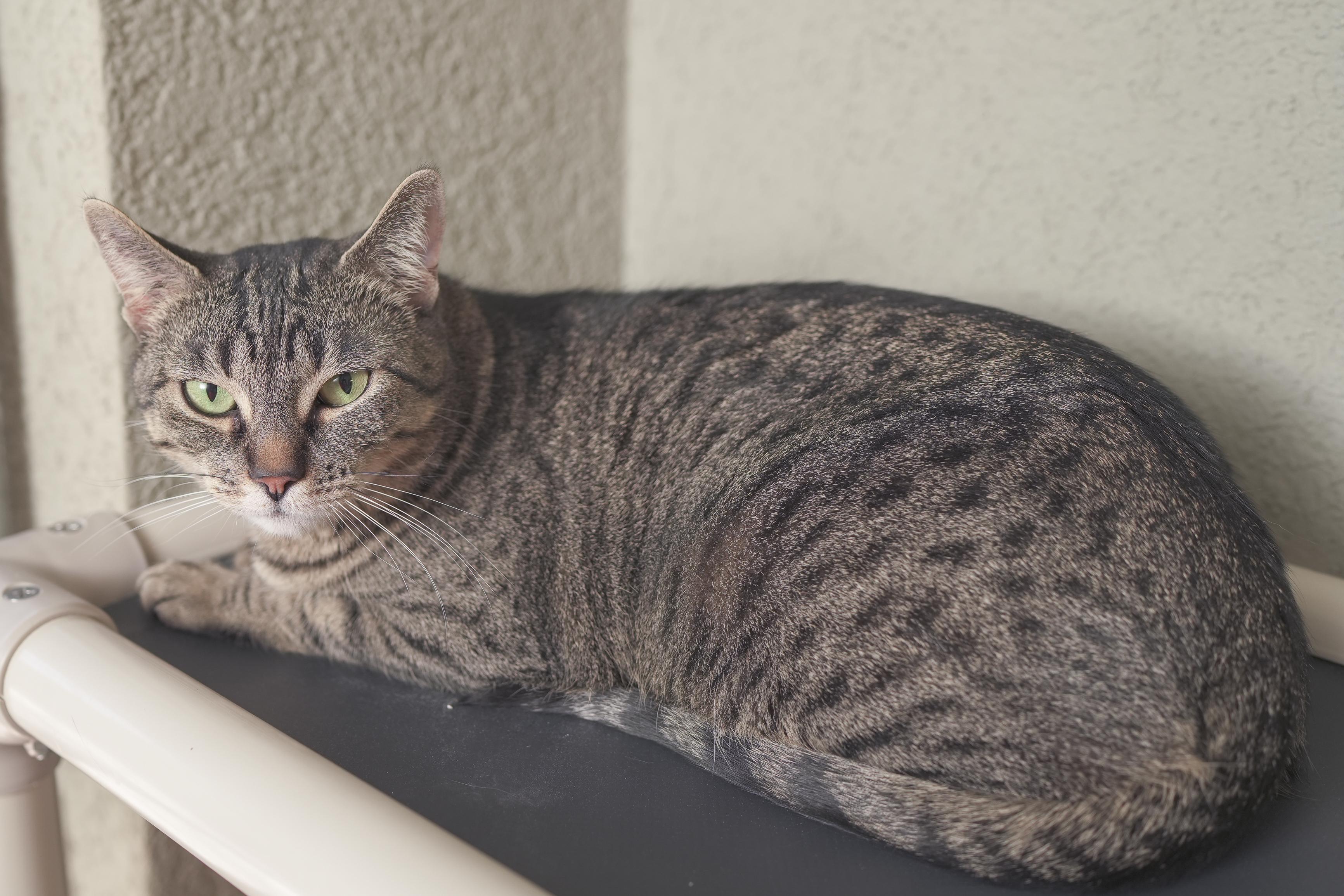 Nala, an adoptable Domestic Short Hair in Boise, ID, 83709 | Photo Image 2