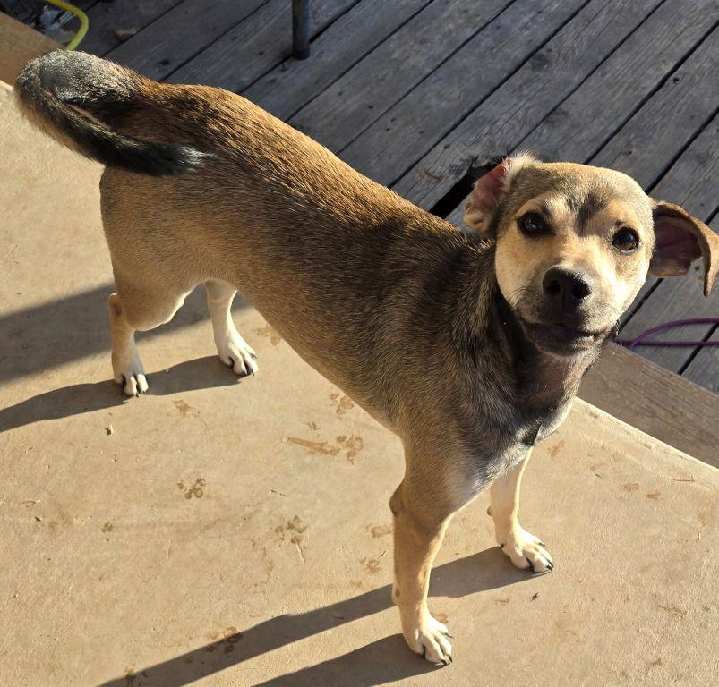 Enlarge Albert, a Adoptable mixed breed in San Antonio, TX image 1/3