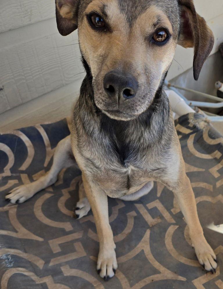 Enlarge Albert, a Adoptable mixed breed in San Antonio, TX image 2/3