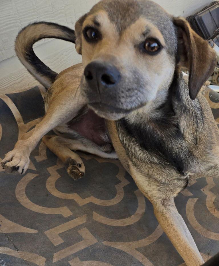 Albert, Adoptable, Young Male Labrador Retriever & Terrier.