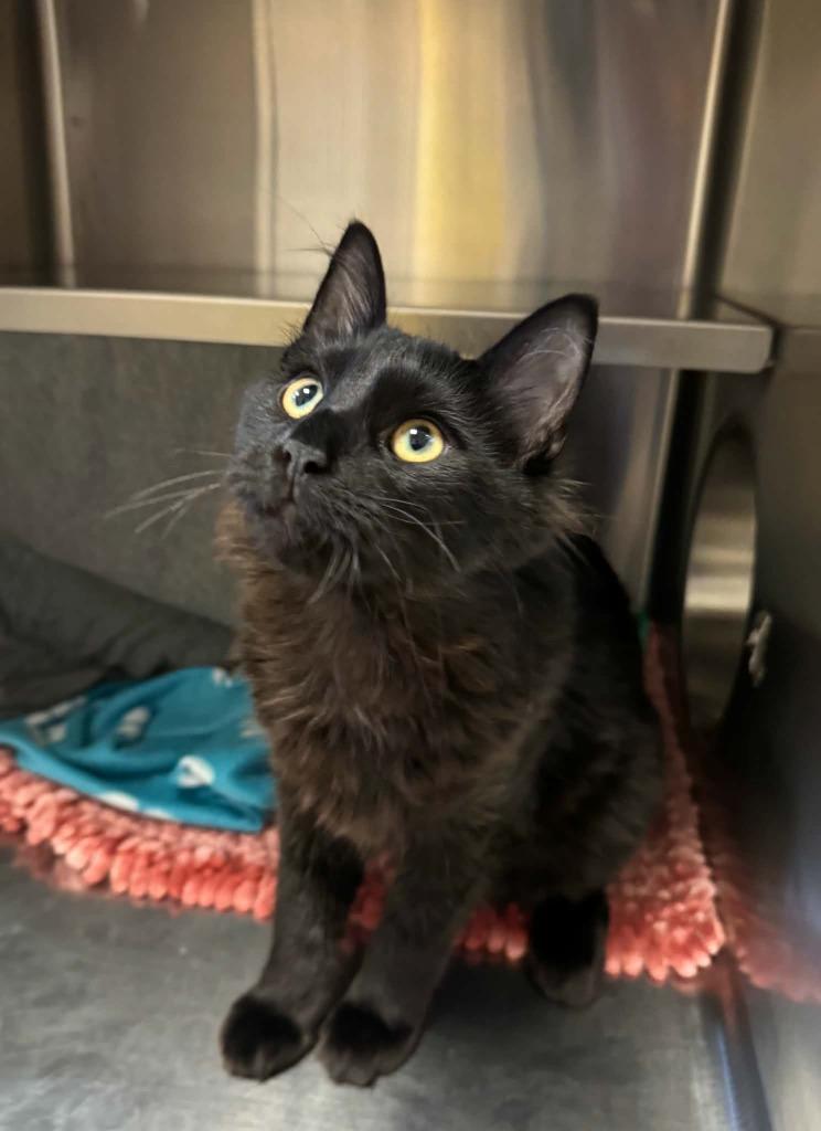 Enlarge Leo, a Adoptable mixed breed in Grand Forks, ND image 1/2