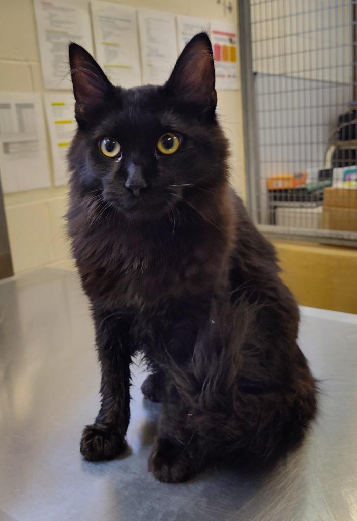 Enlarge Leo, a Adoptable mixed breed in Grand Forks, ND image 2/2