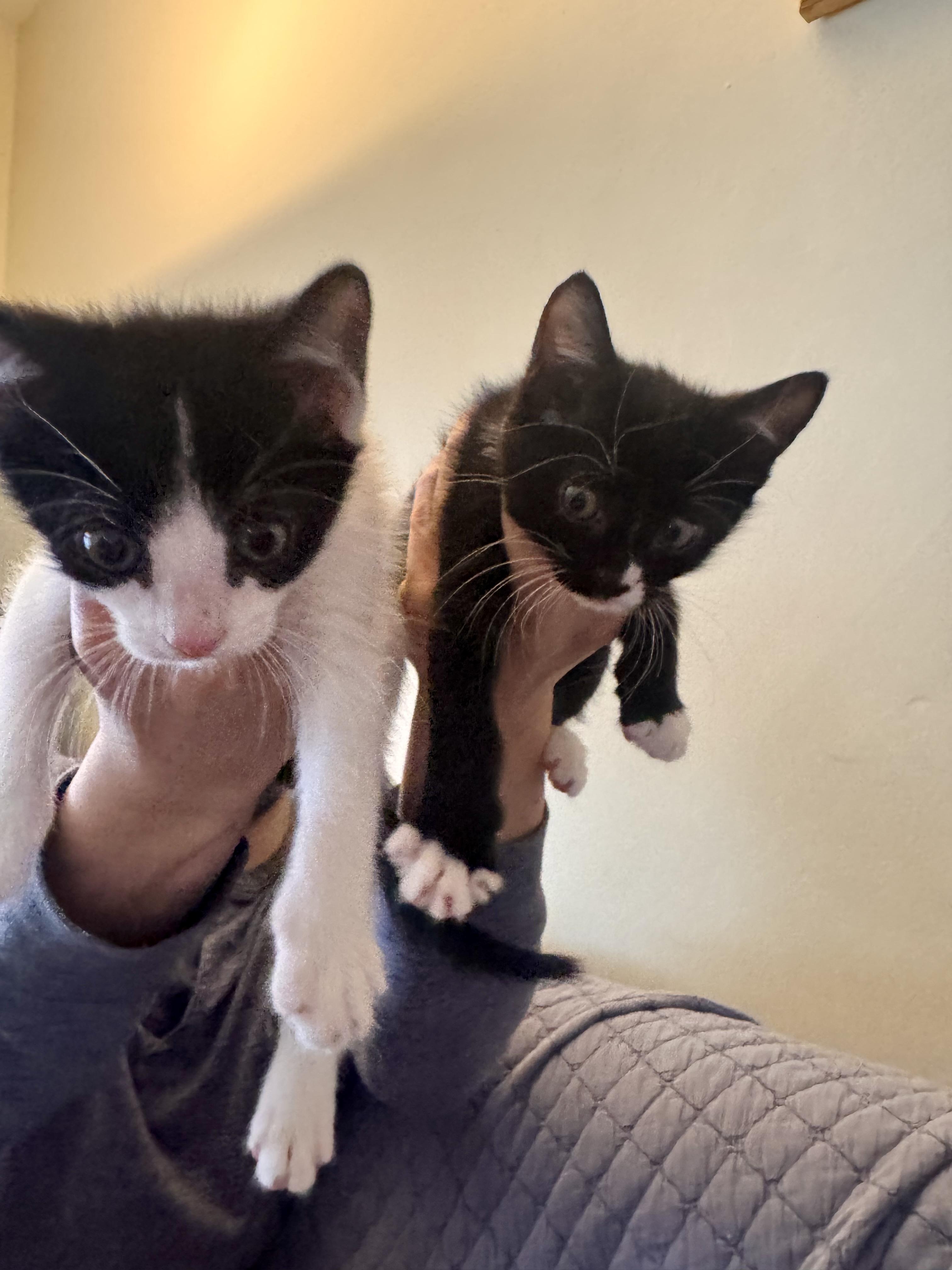 Enlarge Bradley and Milton (Kitten Pair), a ADOPTABLE Domestic Short Hair in New Britain, CT image 4/6
