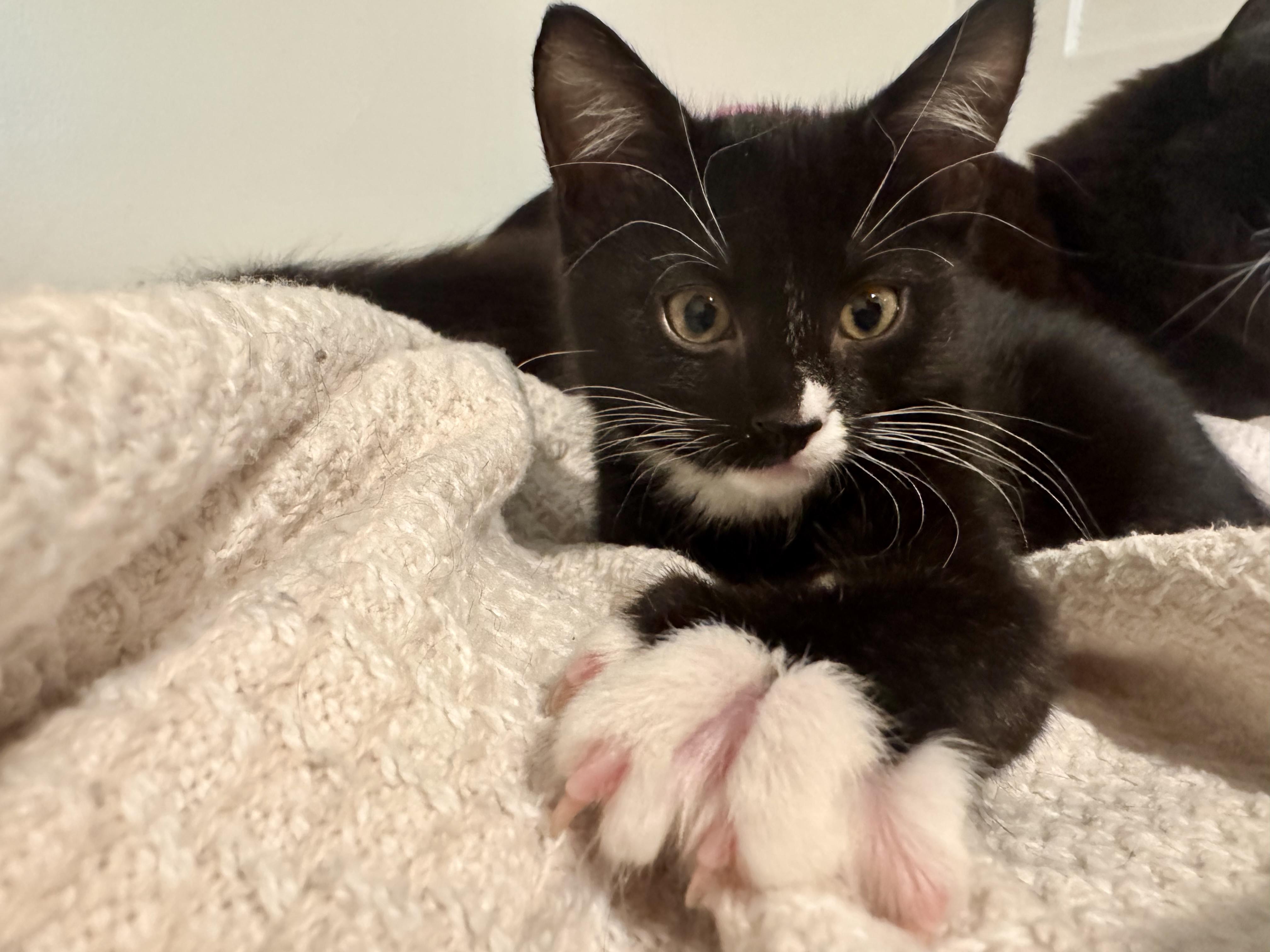 Enlarge Bradley and Milton (Kitten Pair), a ADOPTABLE Domestic Short Hair in New Britain, CT image 5/6