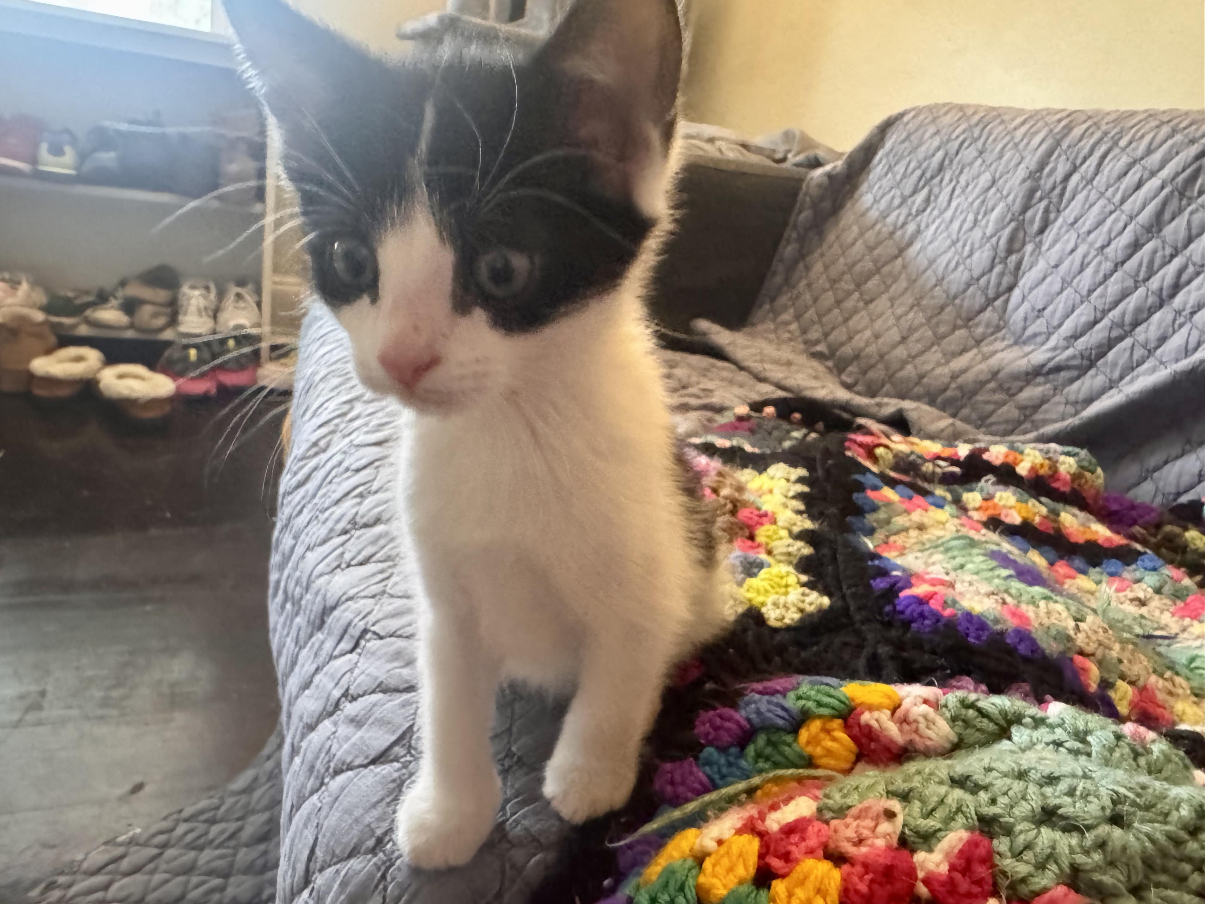 Enlarge Bradley and Milton (Kitten Pair), a ADOPTABLE Domestic Short Hair in New Britain, CT image 3/6