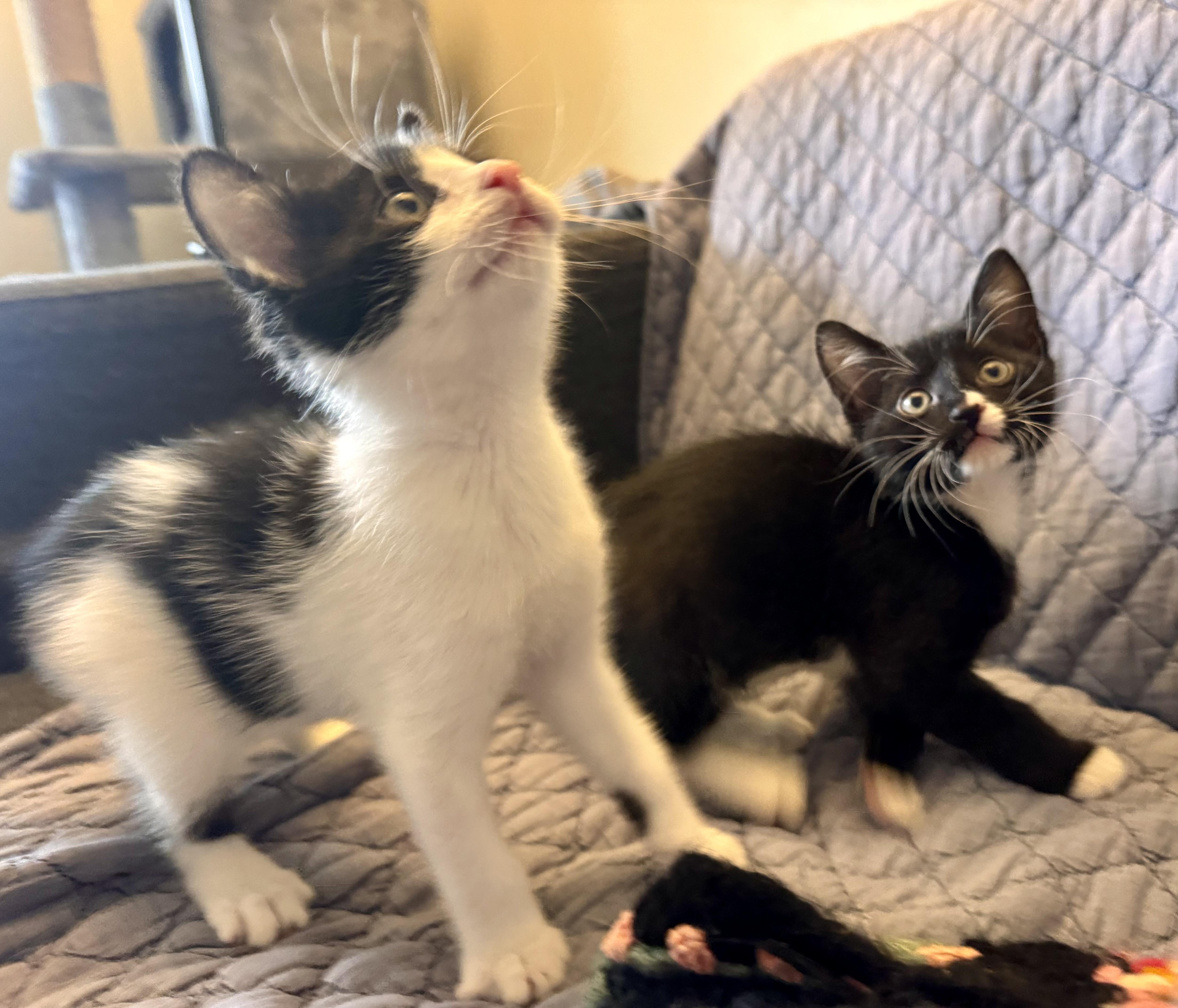 Bradley and Milton (Kitten Pair), ADOPTABLE, Kitten Male Domestic Short Hair.