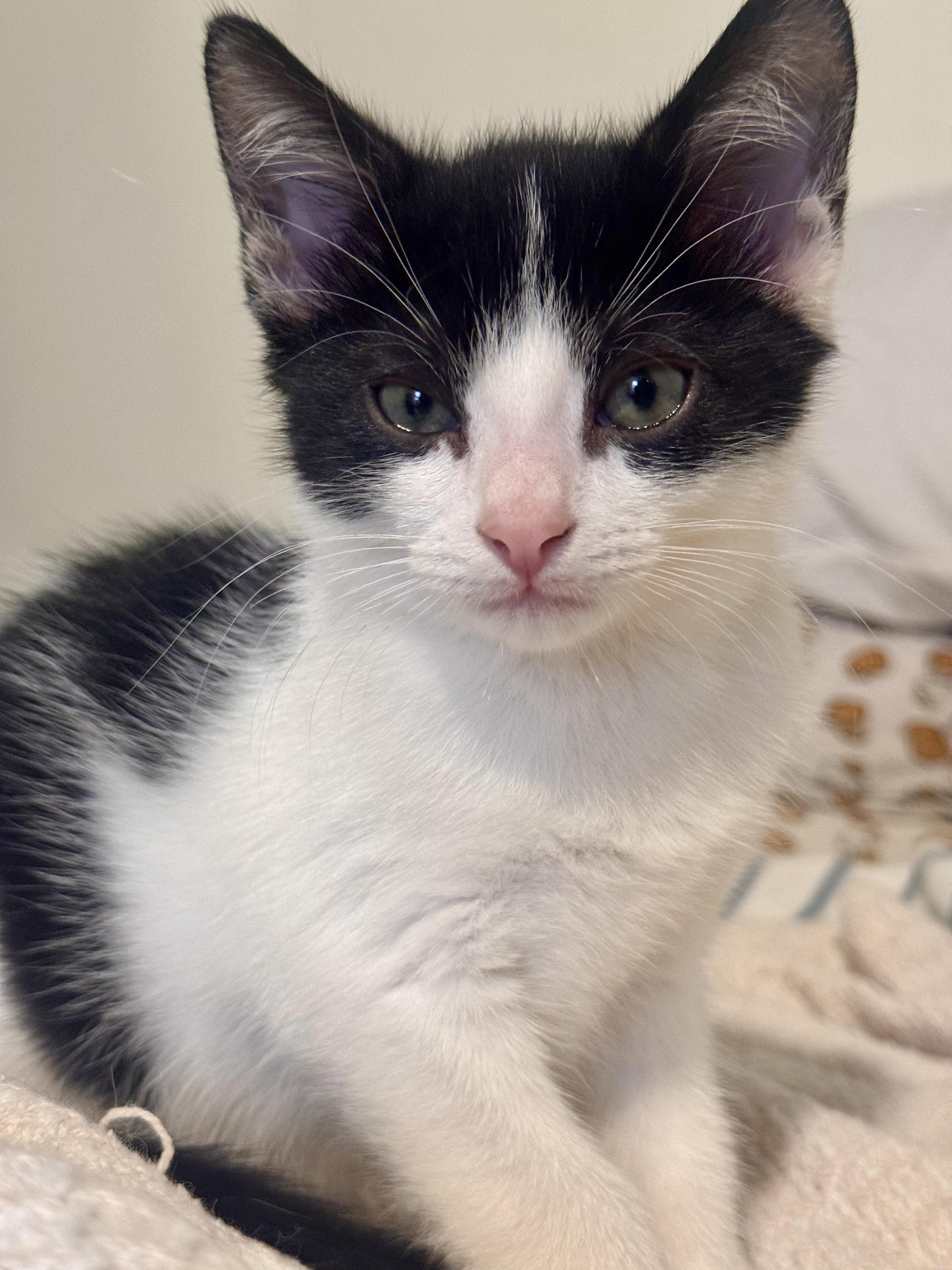 Enlarge Bradley and Milton (Kitten Pair), a ADOPTABLE Domestic Short Hair in New Britain, CT image 6/6