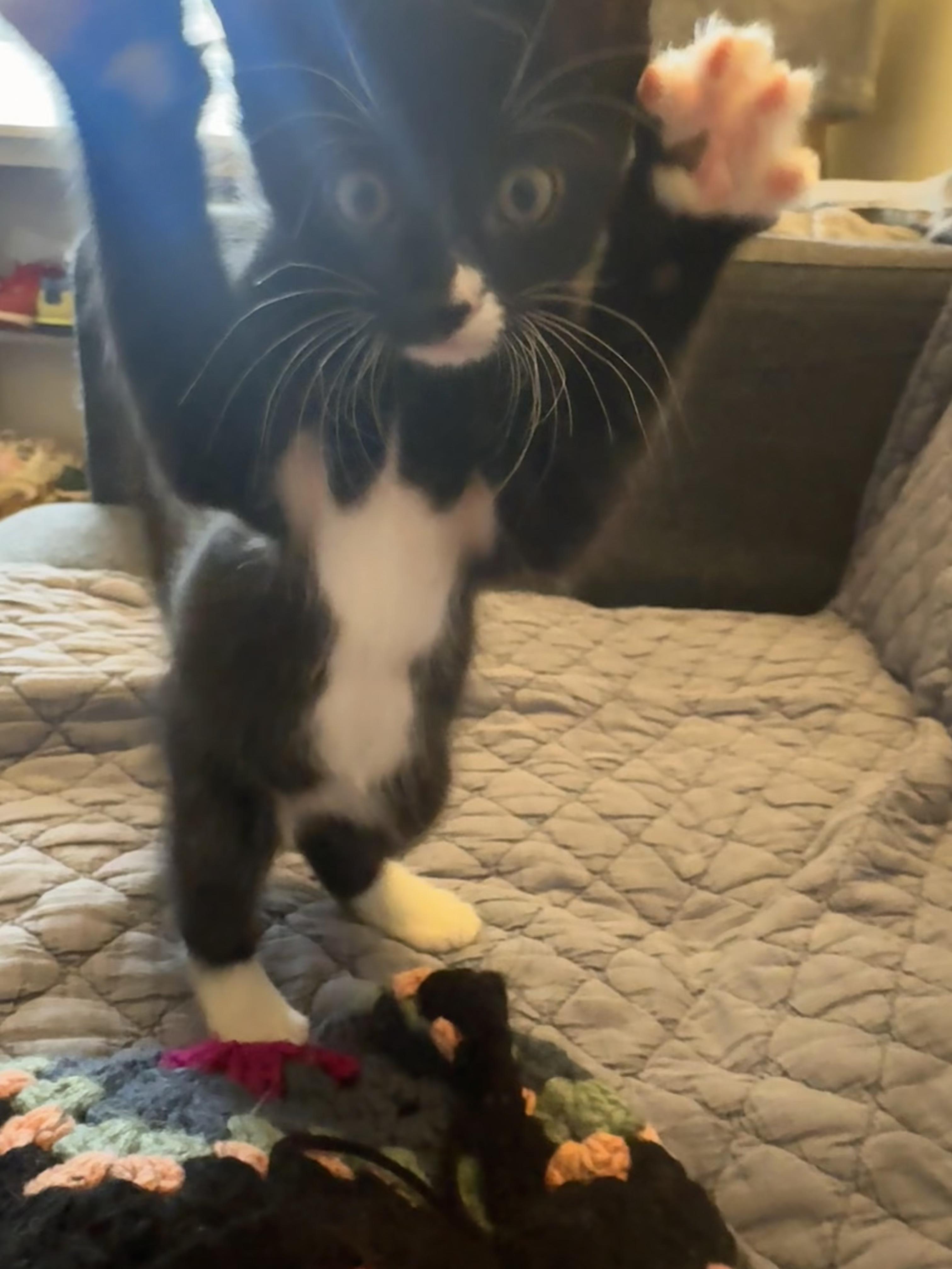 Enlarge Bradley and Milton (Kitten Pair), a ADOPTABLE Domestic Short Hair in New Britain, CT image 2/6
