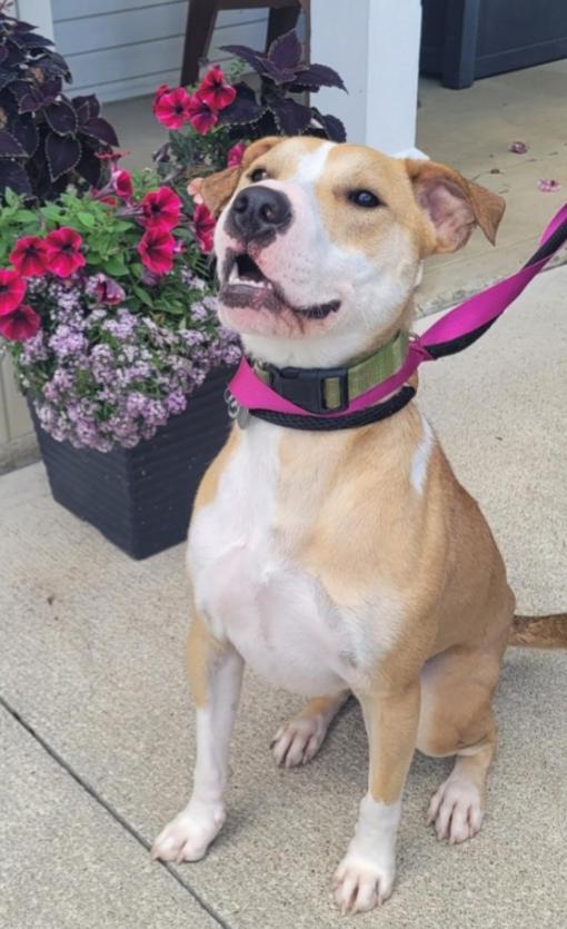 FERN, a Adoptable mixed breed in Carroll, OH image 1/2