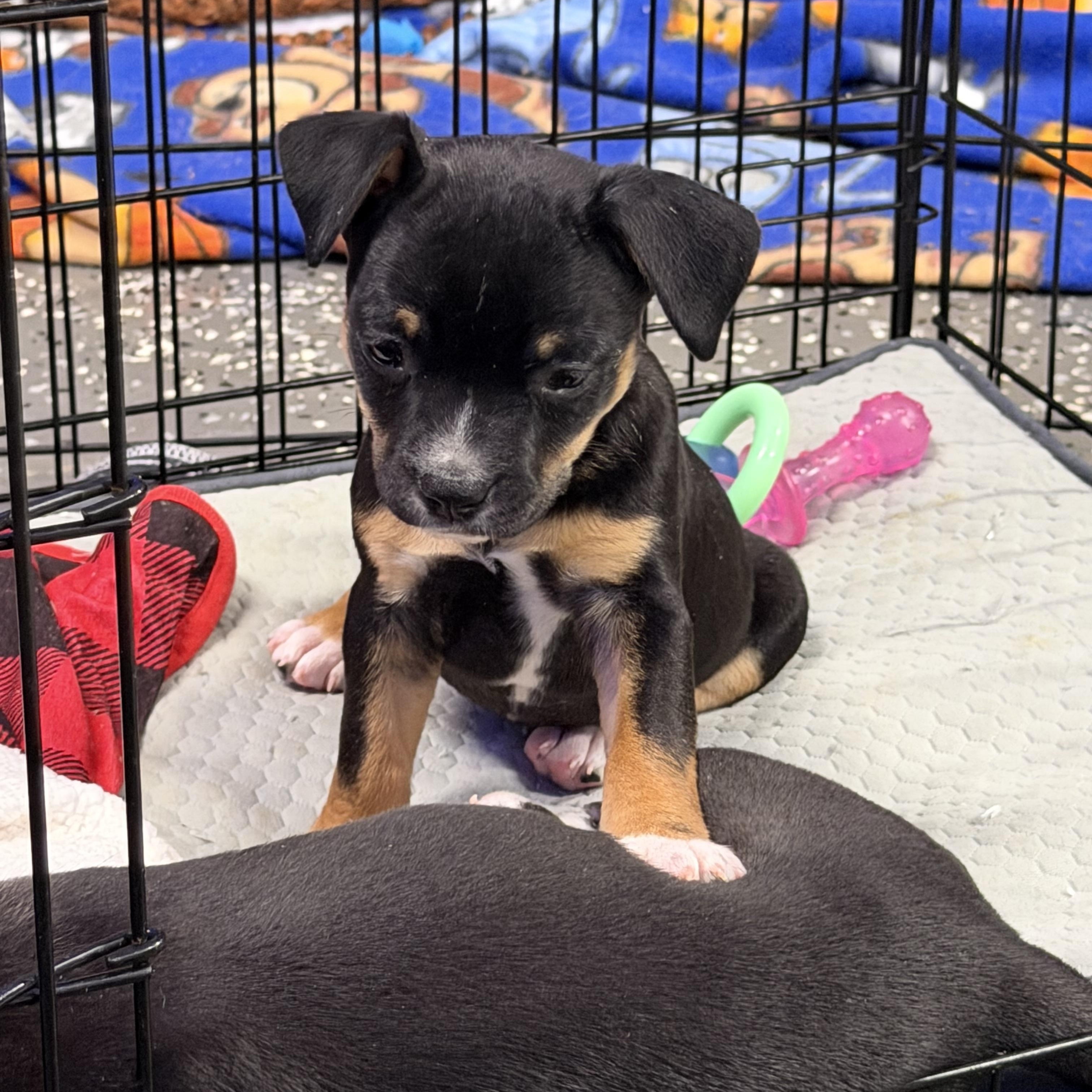 Enlarge Mia, a ADOPTABLE mixed breed in Bettendorf, IA image 5/6
