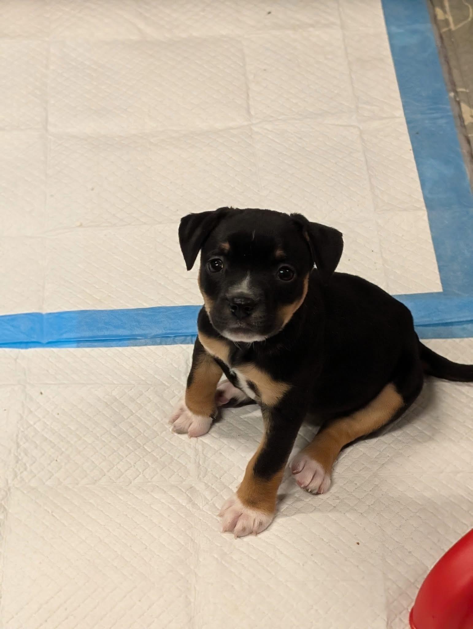 Enlarge Mia, a ADOPTABLE mixed breed in Bettendorf, IA image 6/6