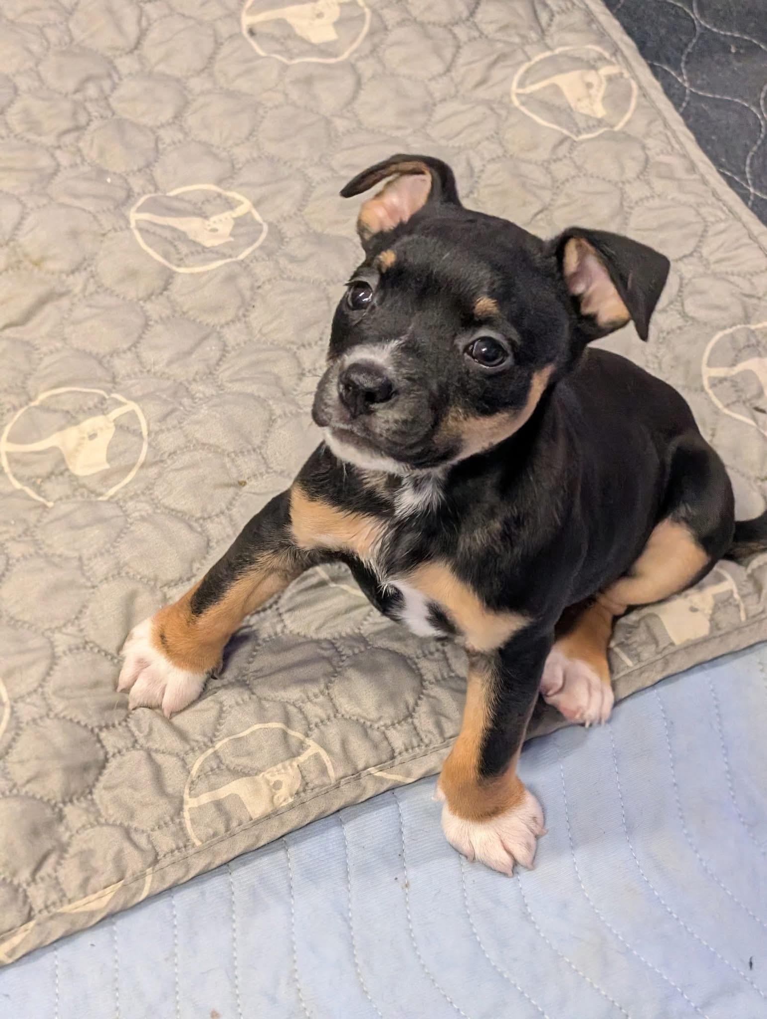Enlarge Mia, a ADOPTABLE mixed breed in Bettendorf, IA image 2/6