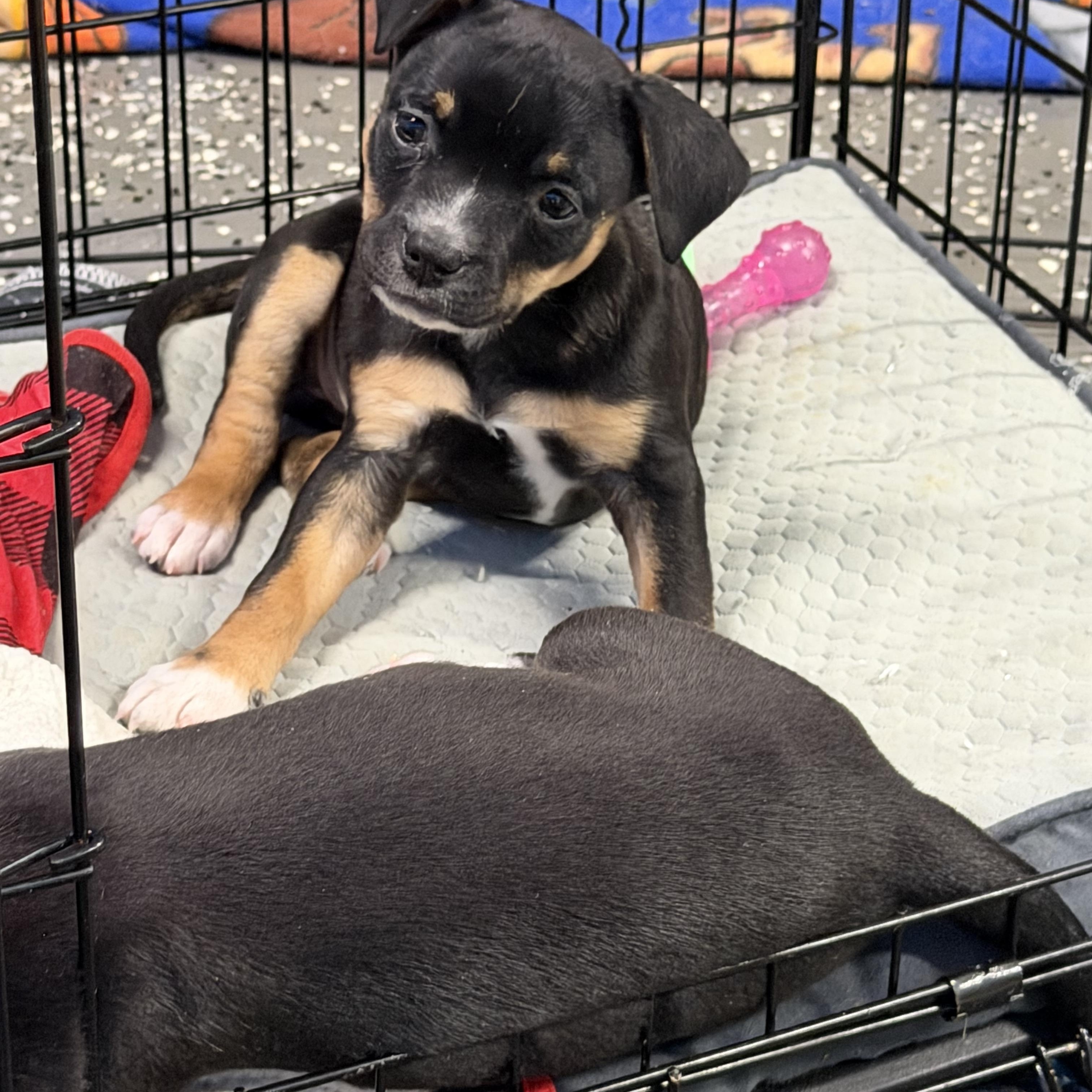 Enlarge Mia, a ADOPTABLE mixed breed in Bettendorf, IA image 3/6