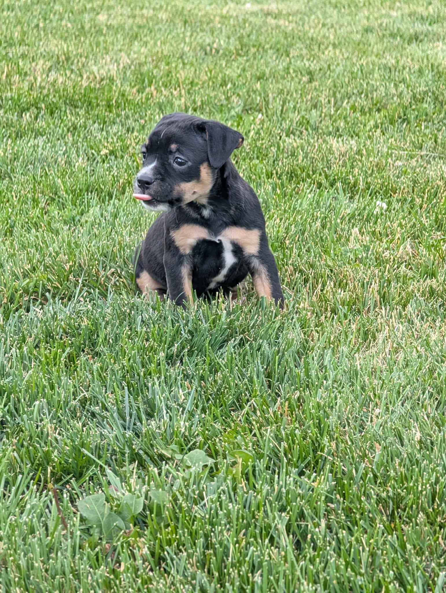 Enlarge Mia, a ADOPTABLE mixed breed in Bettendorf, IA image 4/6