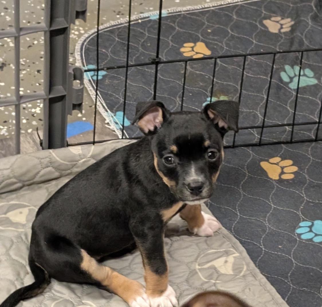 Enlarge Mia, a ADOPTABLE mixed breed in Bettendorf, IA image 1/6