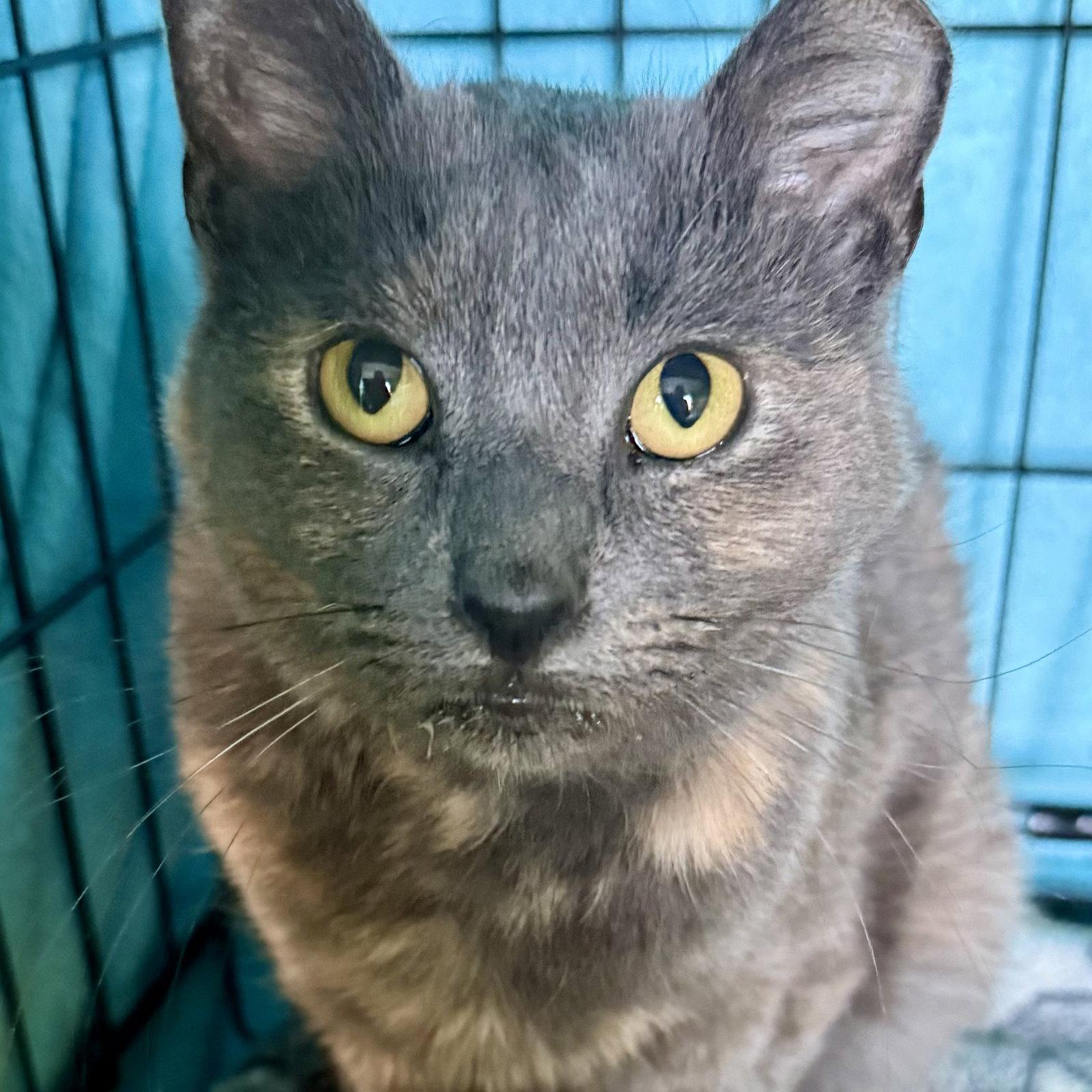 Petunia, Adoptable, Young Female Tortoiseshell.