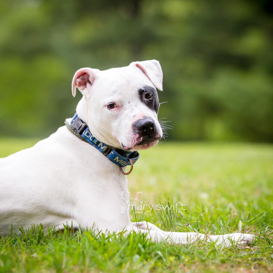 True, a ADOPTABLE mixed breed in Reisterstown, MD image 3/4