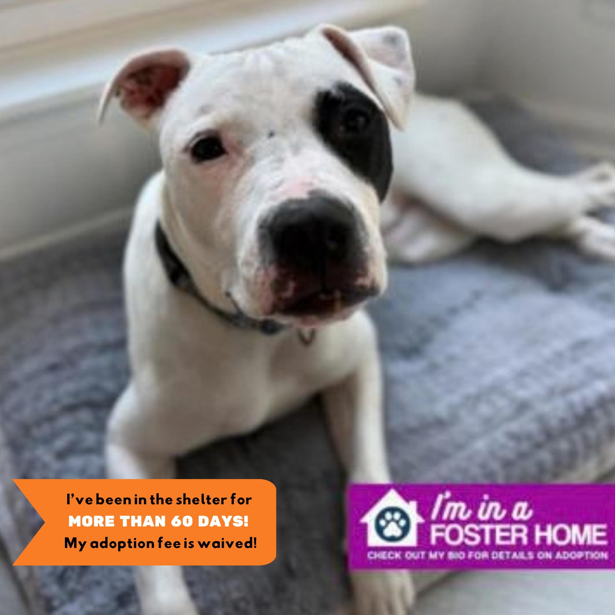 Enlarge True, a Adoptable mixed breed in Reisterstown, MD image 1/5
