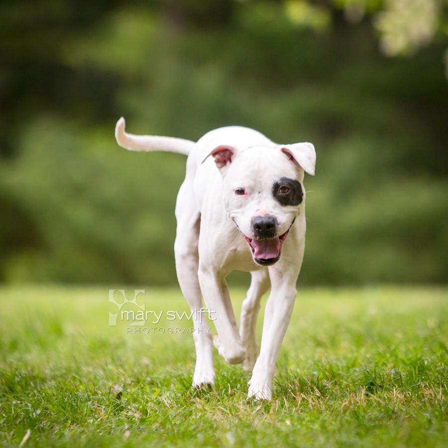 True, a ADOPTABLE mixed breed in Reisterstown, MD image 2/4