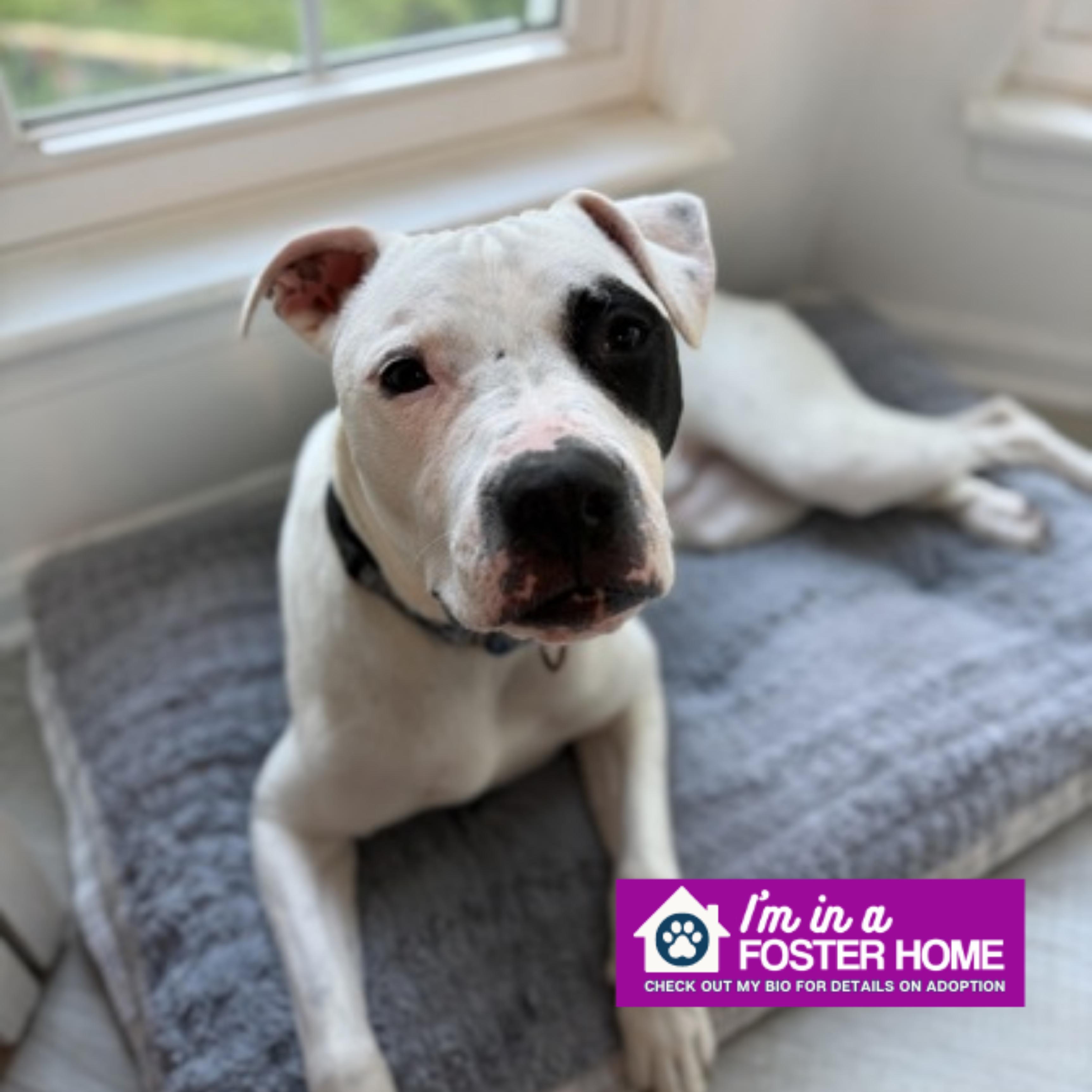 True, a ADOPTABLE mixed breed in Reisterstown, MD image 1/5