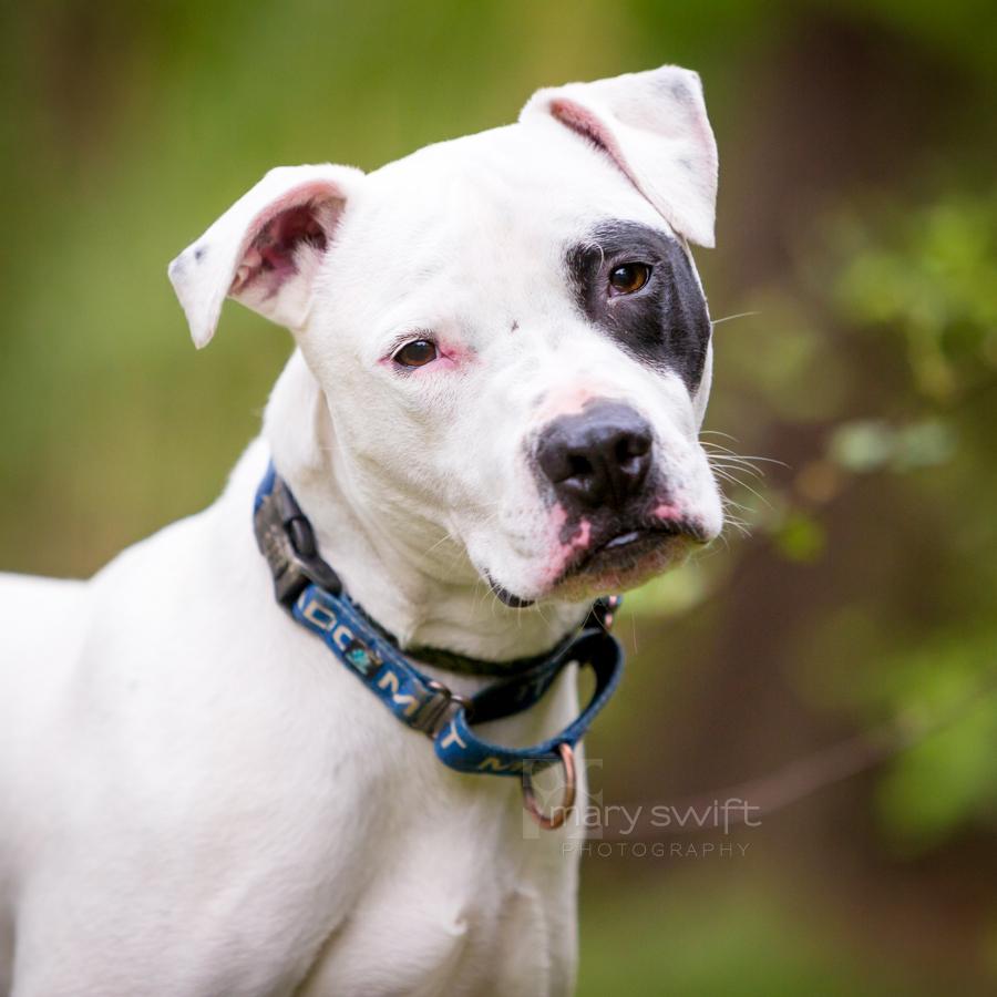 True, ADOPTABLE, Adult Male Mixed Breed.