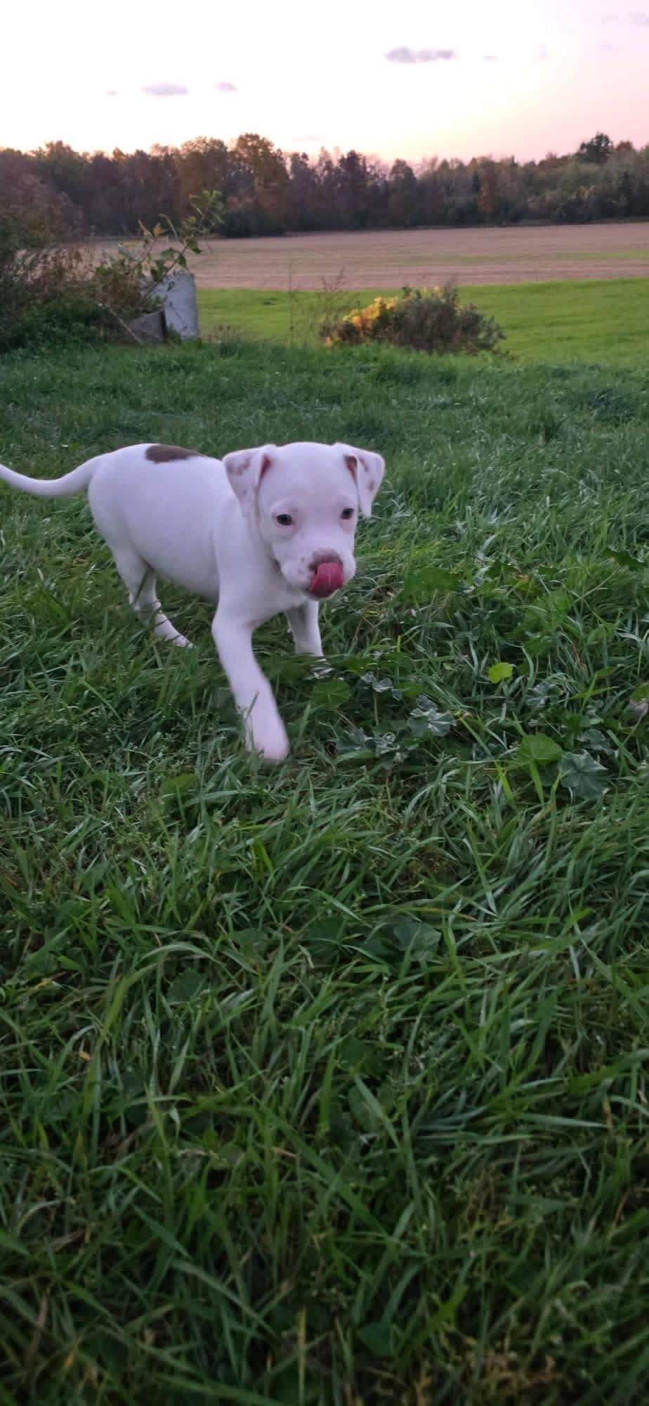 Moonwalker, Adoptable, Puppy Male Pit Bull Terrier.