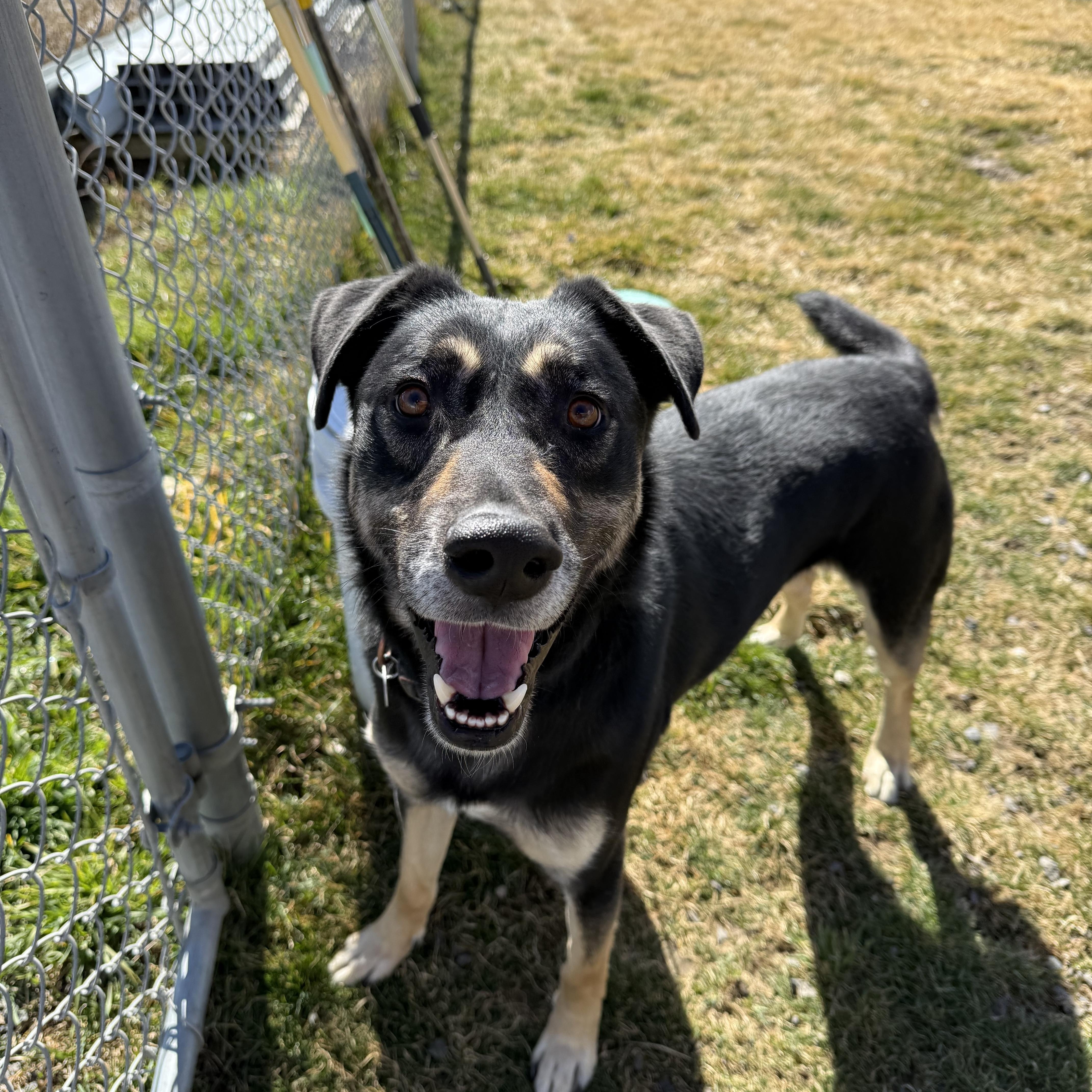 Enlarge Cannon, a Adoptable mixed breed in Prineville, OR image 6/6
