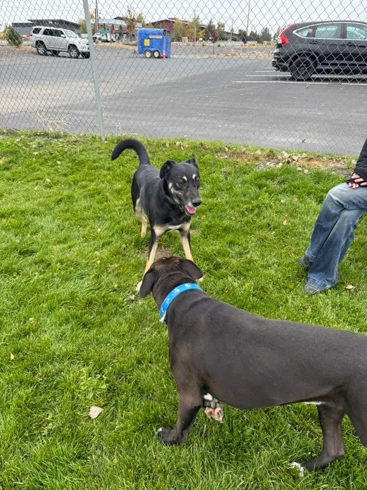 Enlarge Cannon, a Adoptable mixed breed in Prineville, OR image 3/6