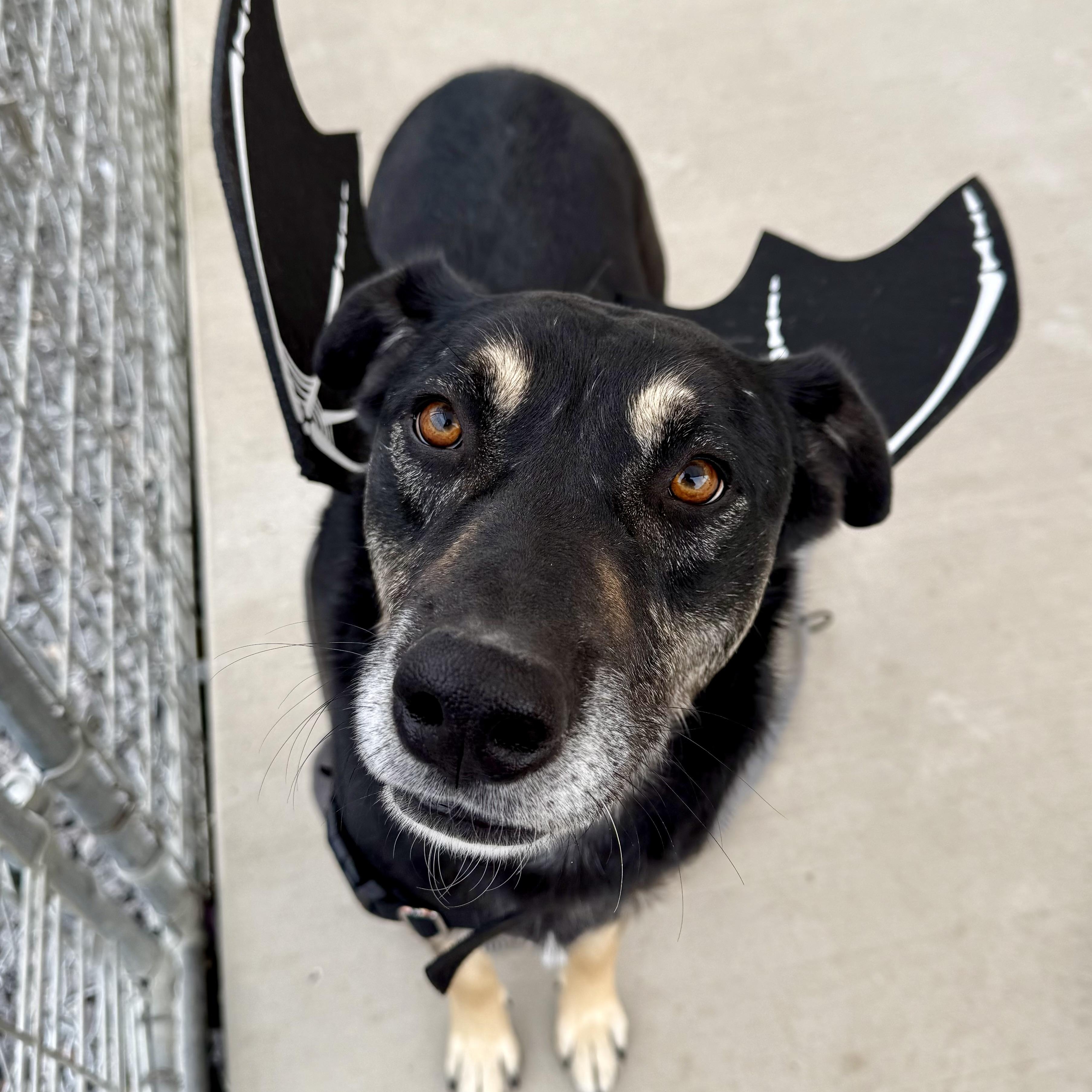 Cannon, Adoptable, Adult Male German Shepherd Dog.