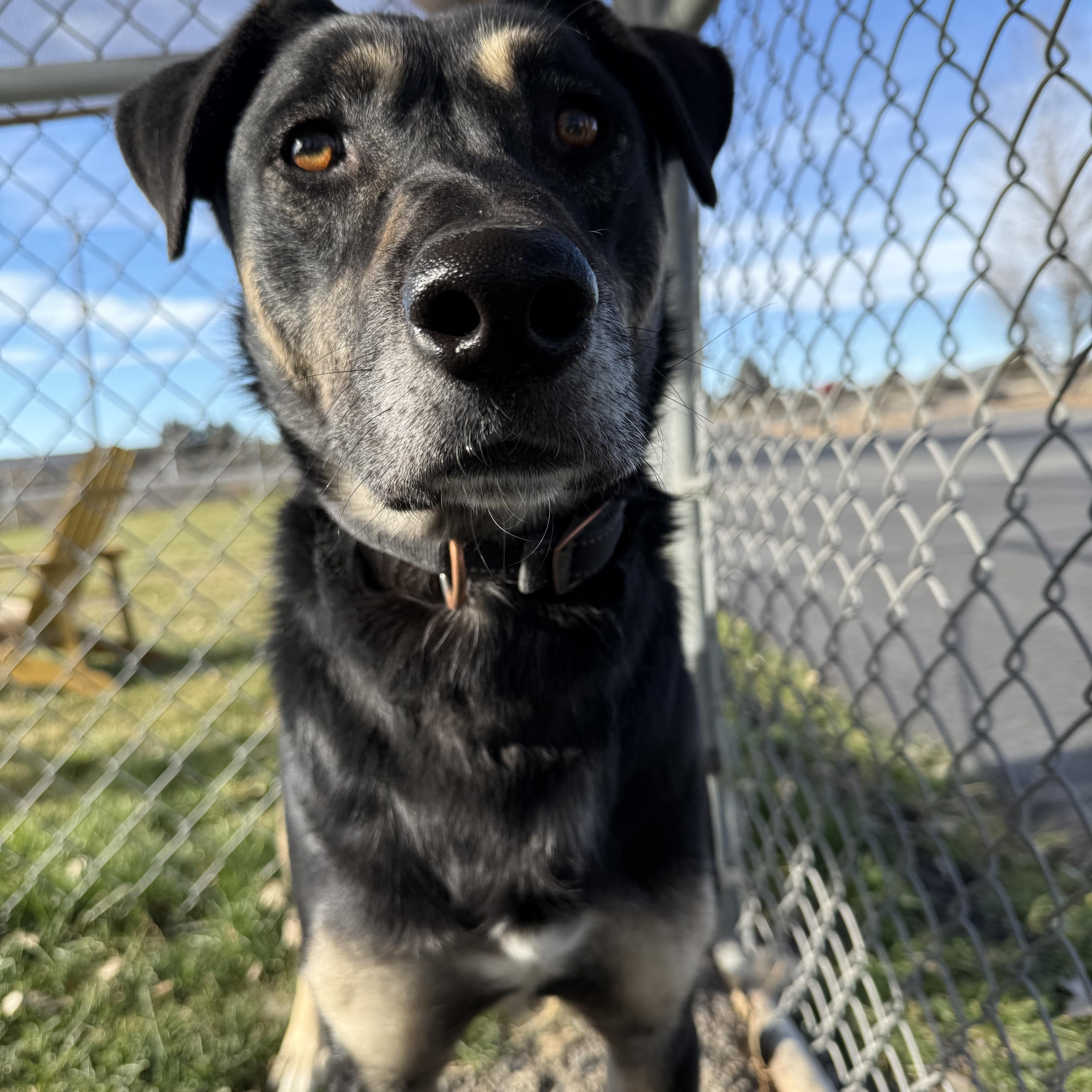 Enlarge Cannon, a Adoptable mixed breed in Prineville, OR image 1/6