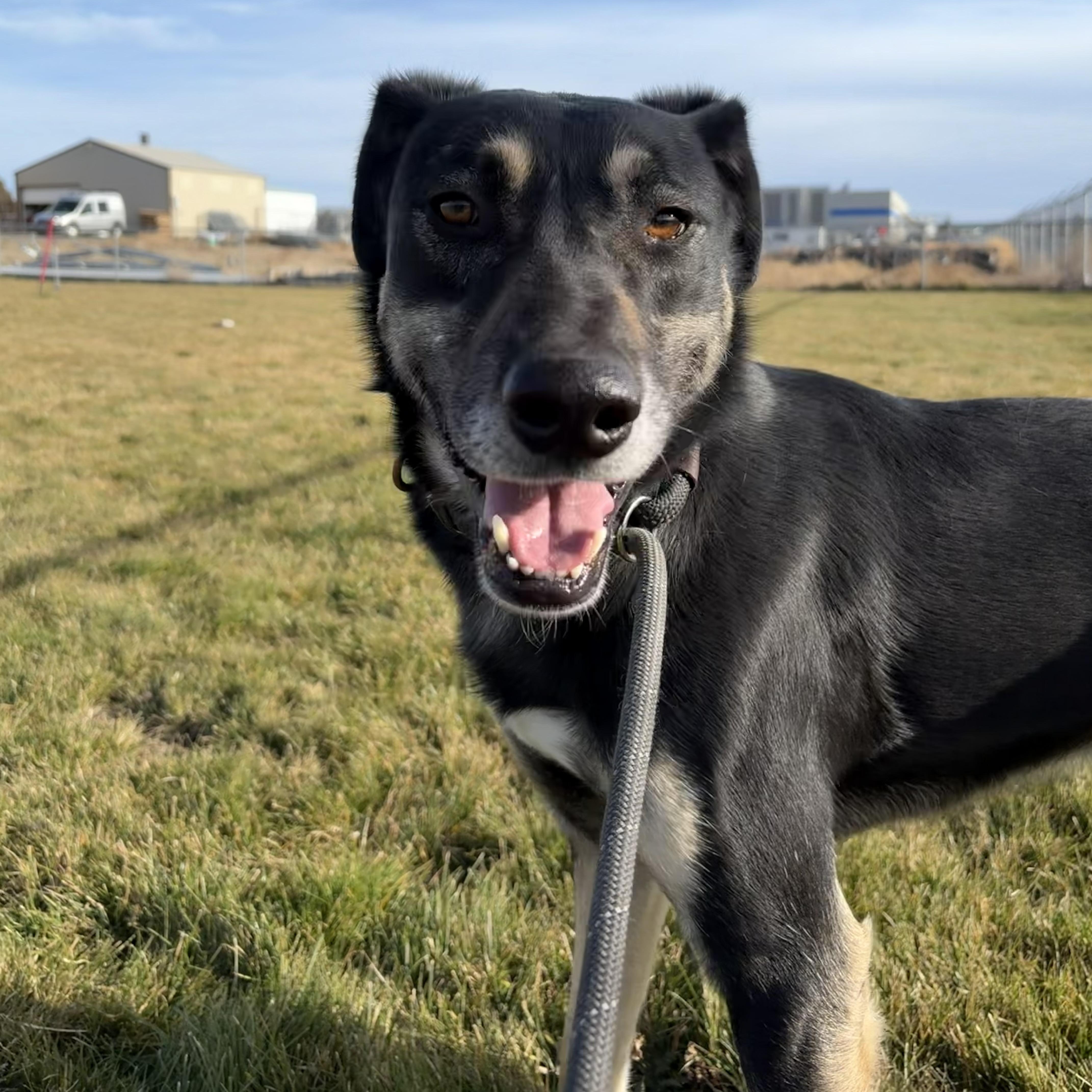 Enlarge Cannon, a Adoptable mixed breed in Prineville, OR image 2/6