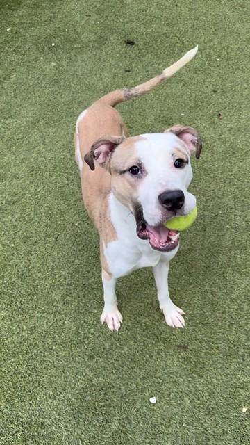 Enlarge ACE, a Adoptable mixed breed in Newton, NC image 1/1